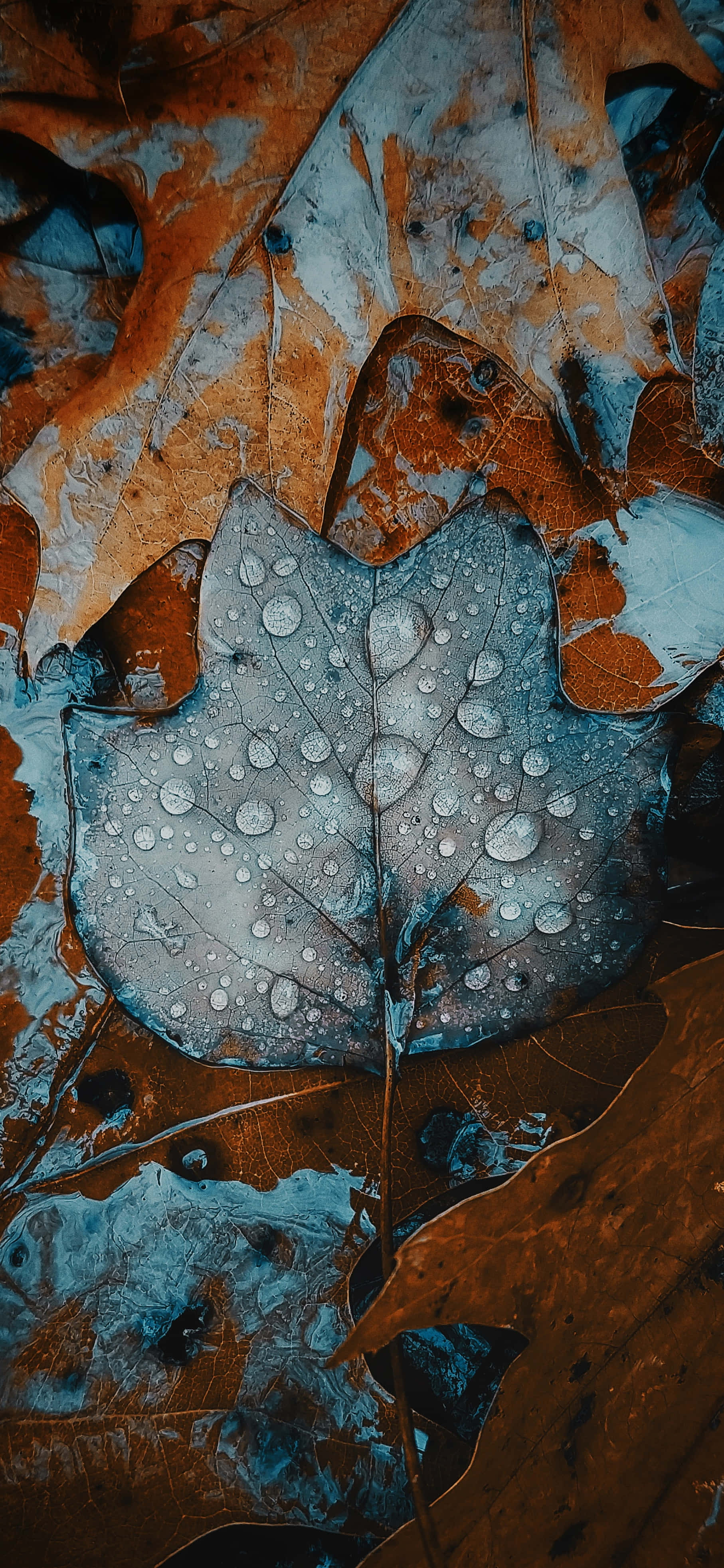 自然 桌布 壁紙 — 特寫濕潤的楓葉，帶有閃爍的水珠，周圍環繞著秋天的棕色樹葉。