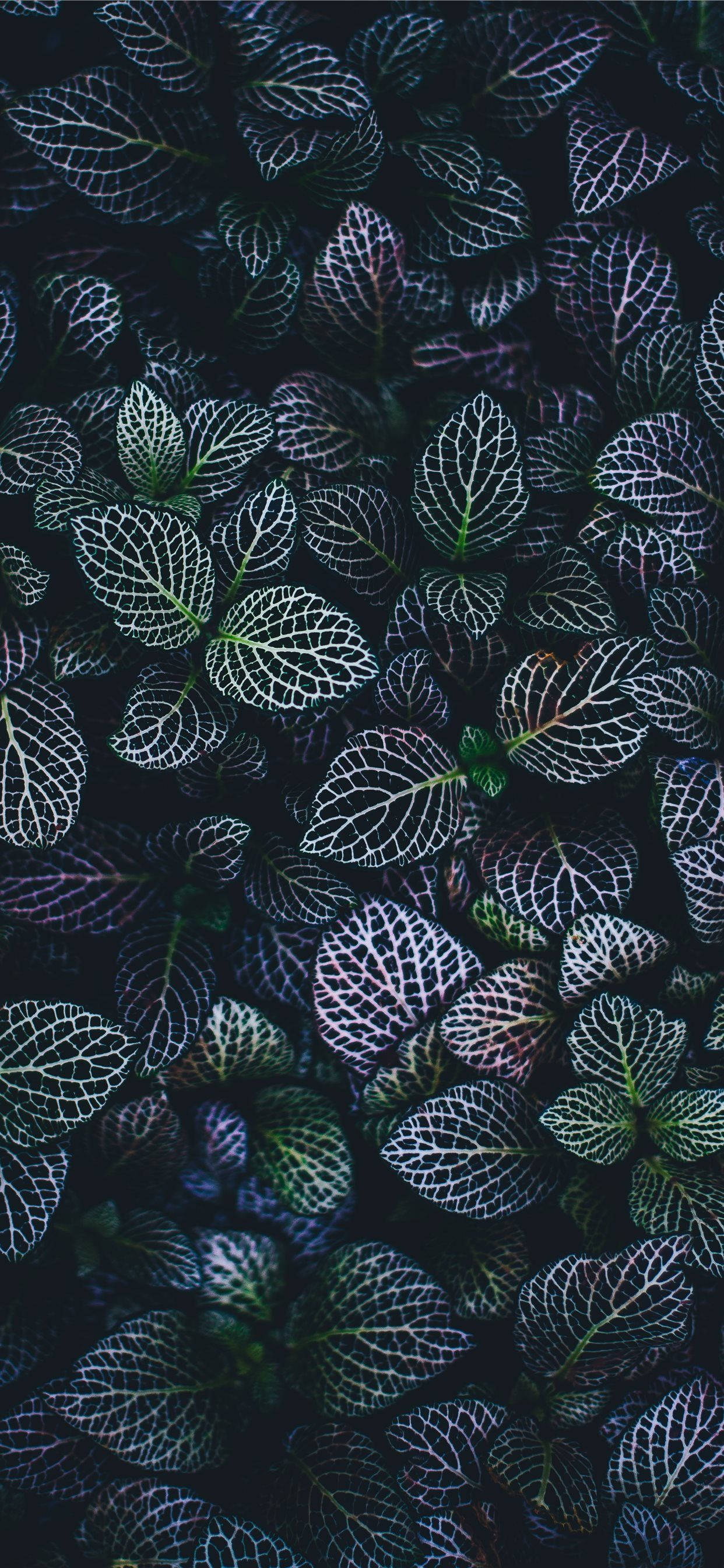 Plants iPhone 桌布 壁紙 — 特寫發光的蕁麻葉，帶有複雜的白色葉脈，背景為深色。