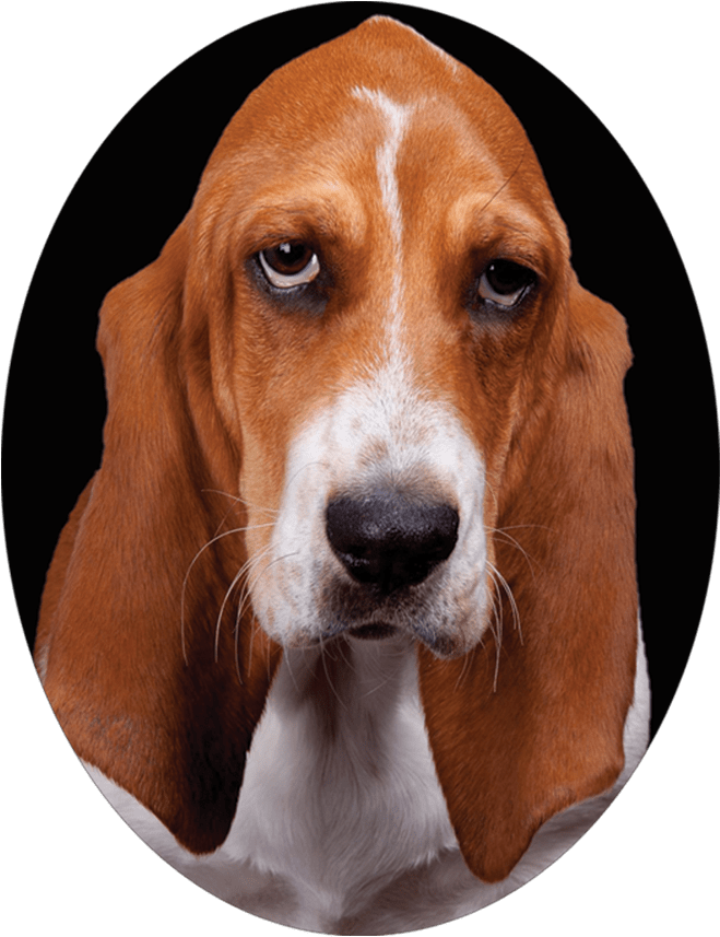 Basset Hound 桌布 壁紙 — 特寫肖像：一隻垂耳、眼神深邃的巴吉度獵犬，黑色背景。