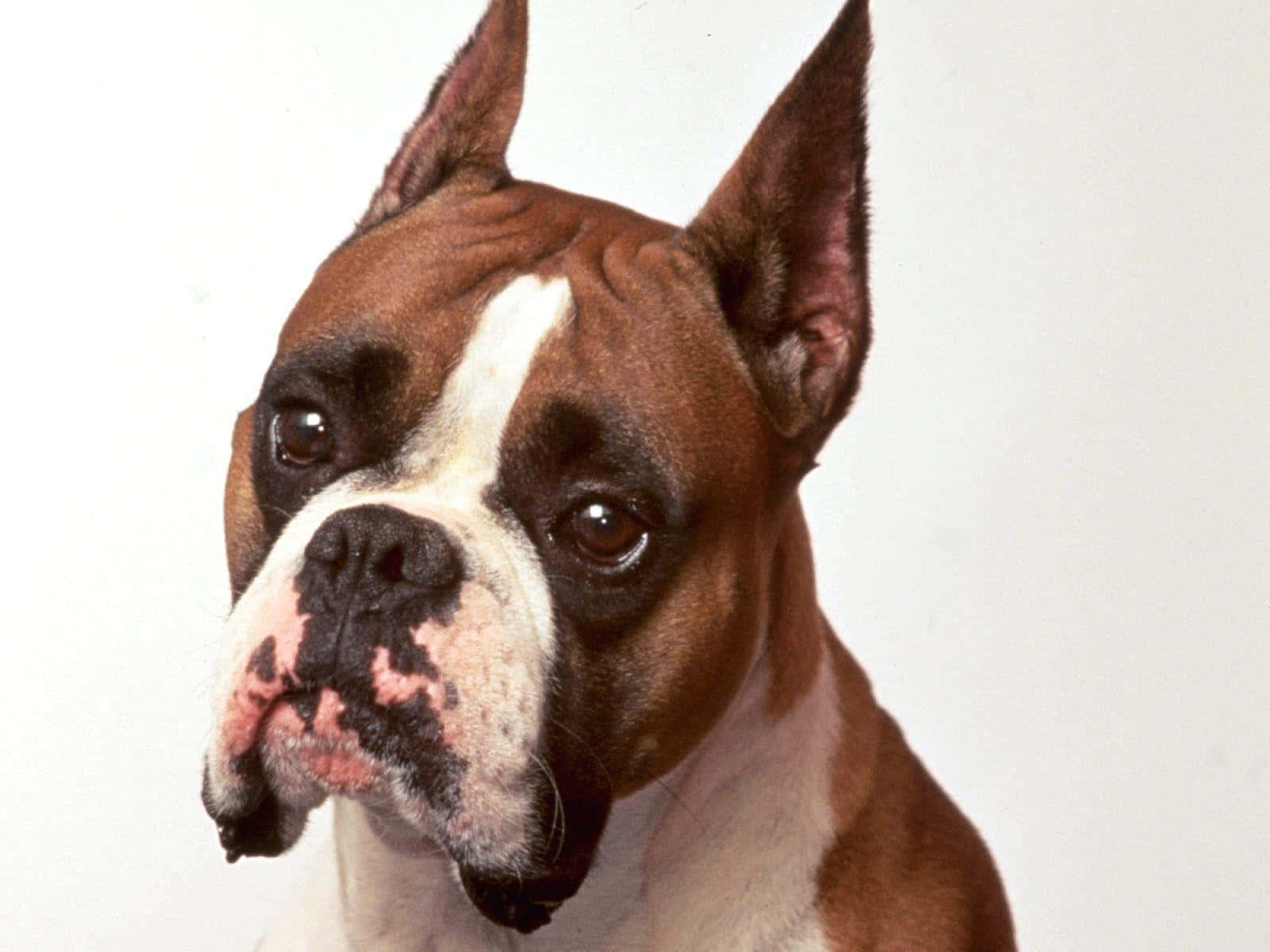 Boxer Dog 桌布 壁紙 — 特寫肖像，一隻棕色和白色的拳師犬，警覺的耳朵和充滿靈魂的眼睛，背景是純白色。