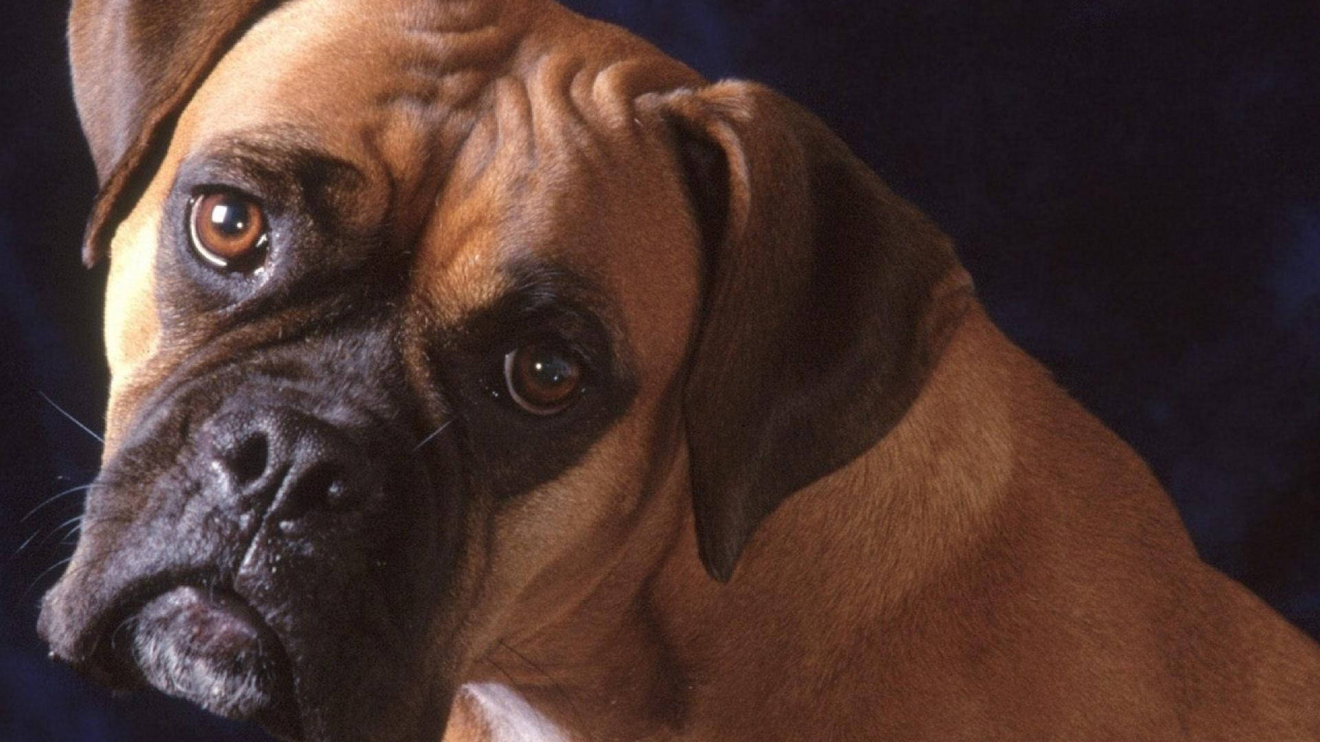 狗 桌布 壁紙 — 特寫肖像：一隻淺黃褐色和黑色的拳師犬，擁有充滿靈魂的棕色眼睛，背景為深藍色。
