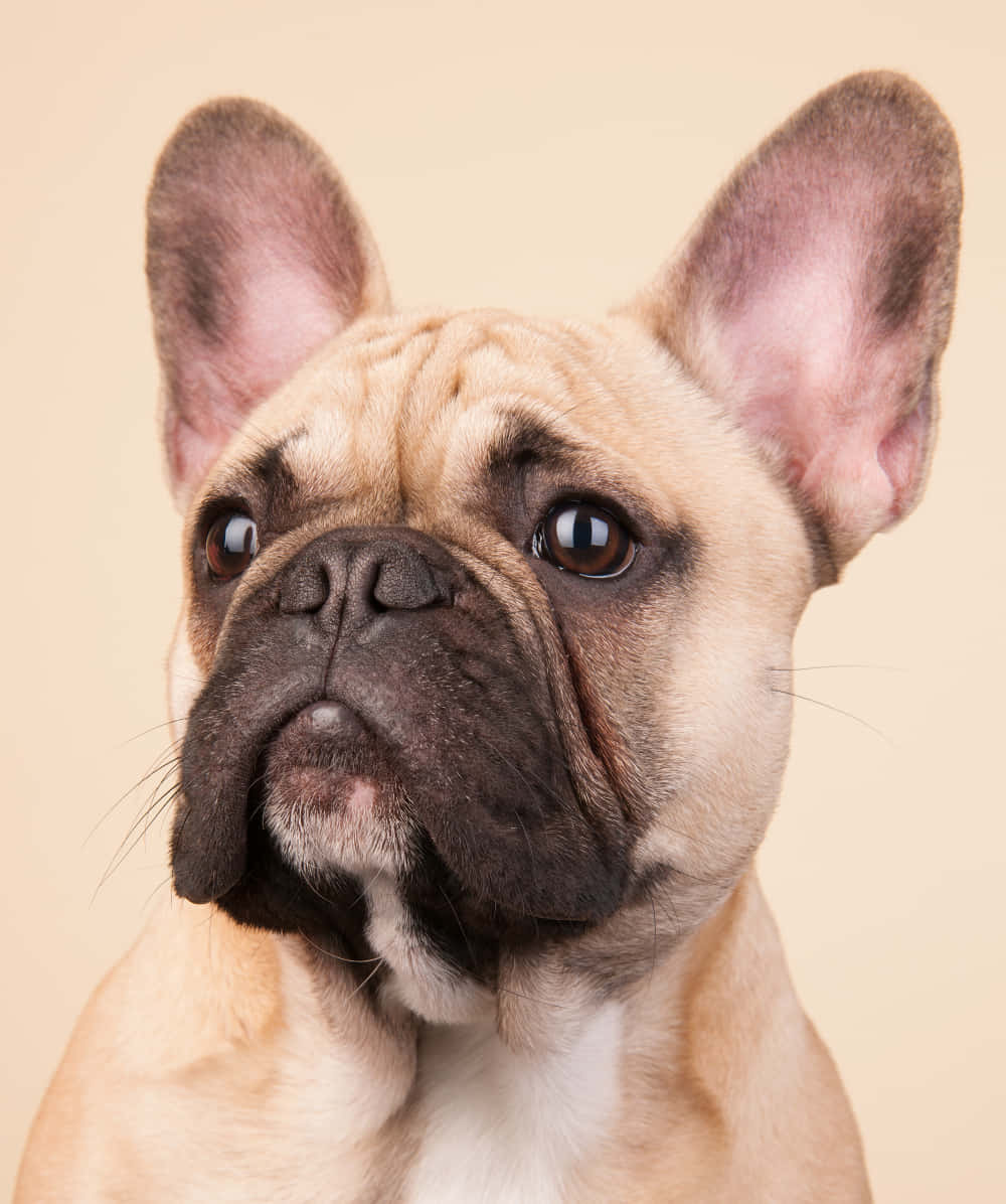 Bulldog 桌布 壁紙 — 特寫肖像，一隻淺黃褐色法國鬥牛犬，擁有大的直立耳朵和富有表現力的棕色眼睛，背景是柔和的米色。