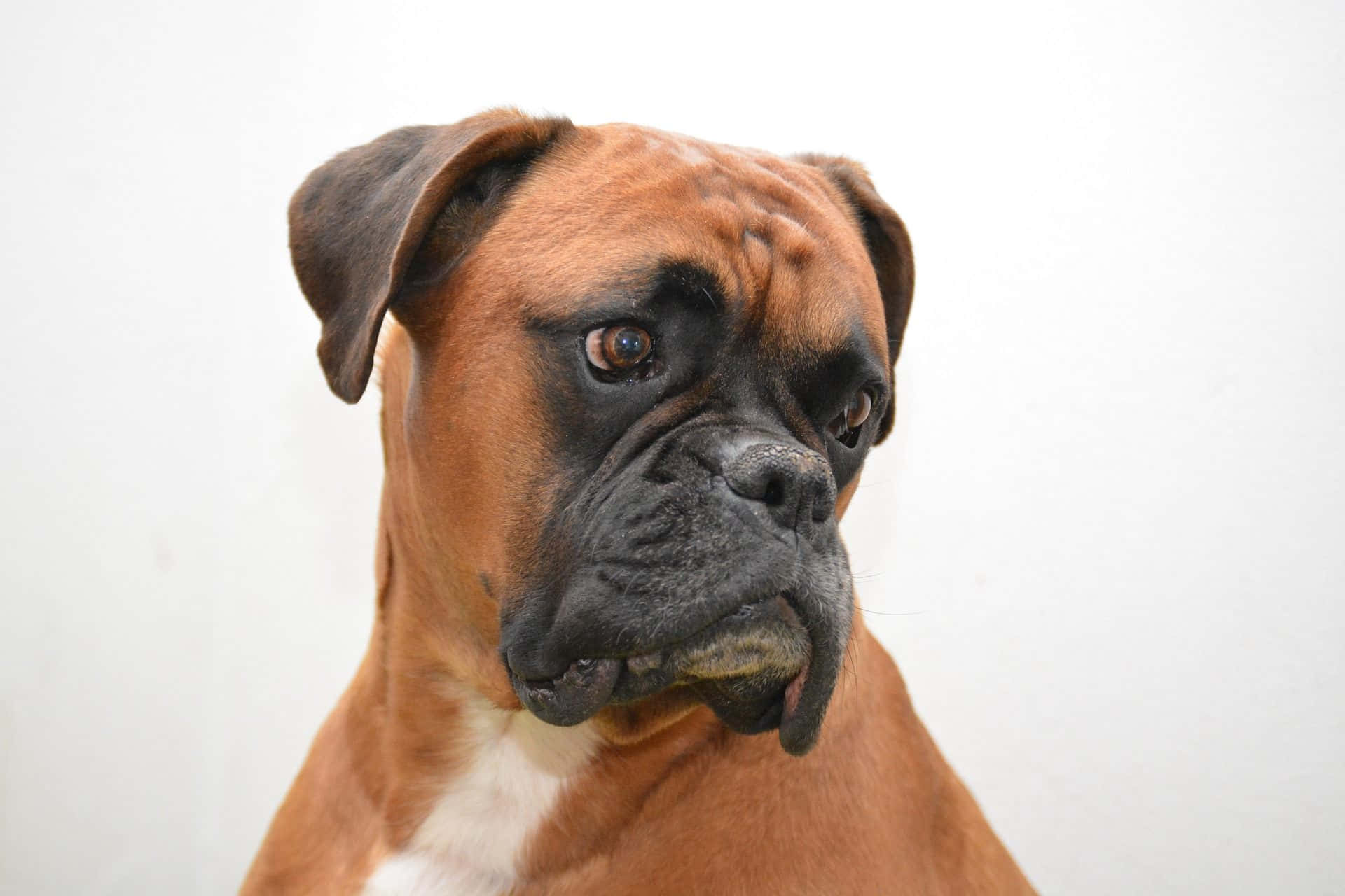 Boxer Dog 桌布 壁紙 — 特寫肖像：一隻虎斑拳師犬，黑色口鼻，棕色眼睛充滿靈魂，背景為純白色。