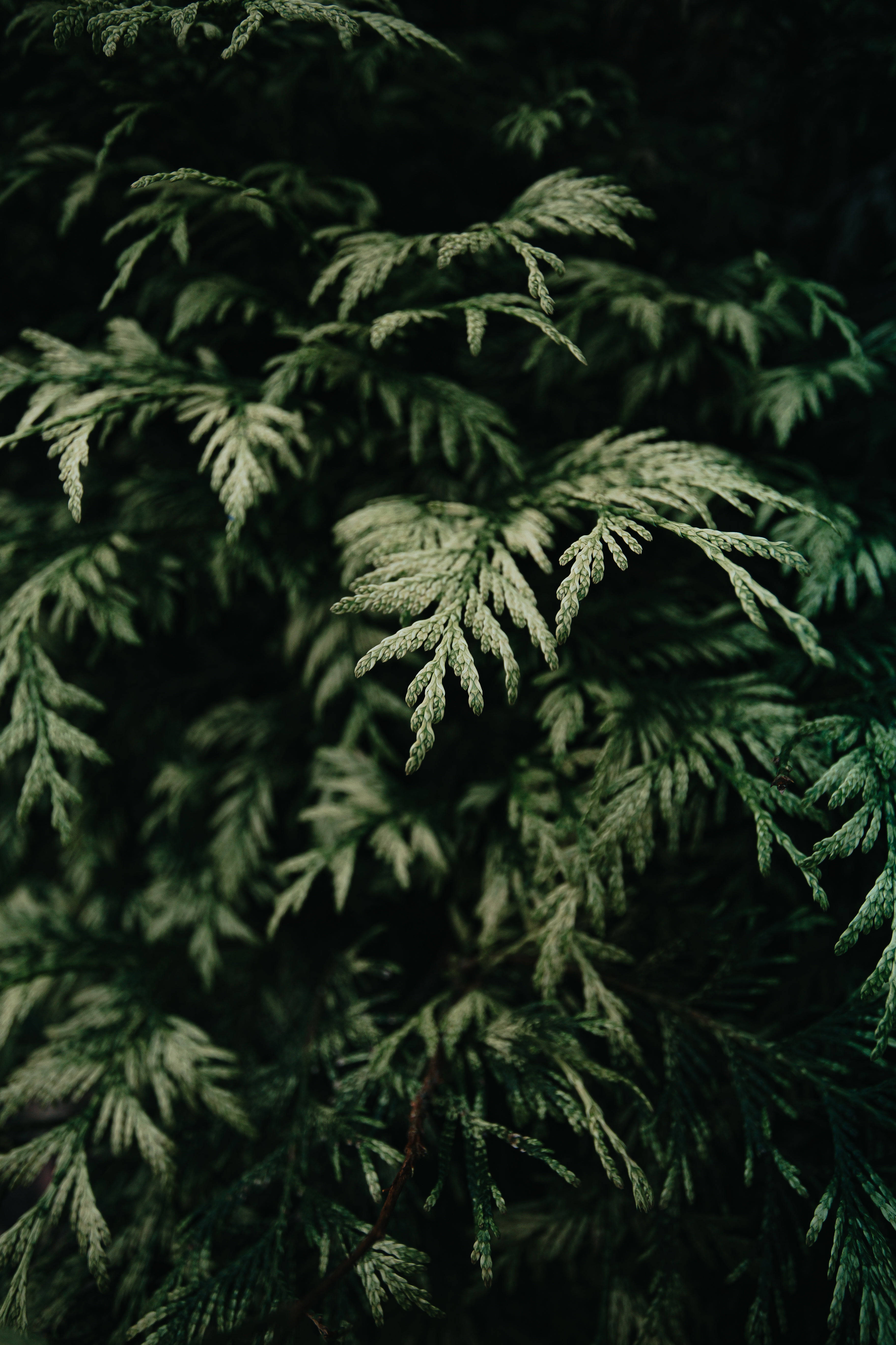 Greenery 桌布 壁紙 — 特寫茂密的常綠樹枝，帶有複雜的針葉圖案，在黑暗背景下被柔和光線照亮。