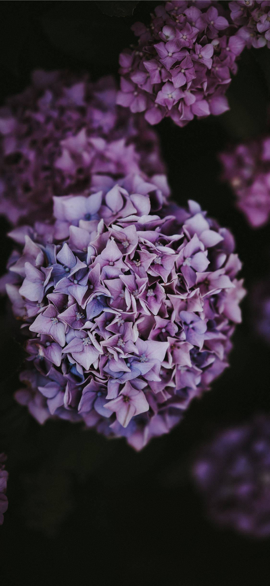Flowers 桌布 壁紙 — 特寫茂盛的紫色繡球花，花瓣柔軟，背景為深色模糊。