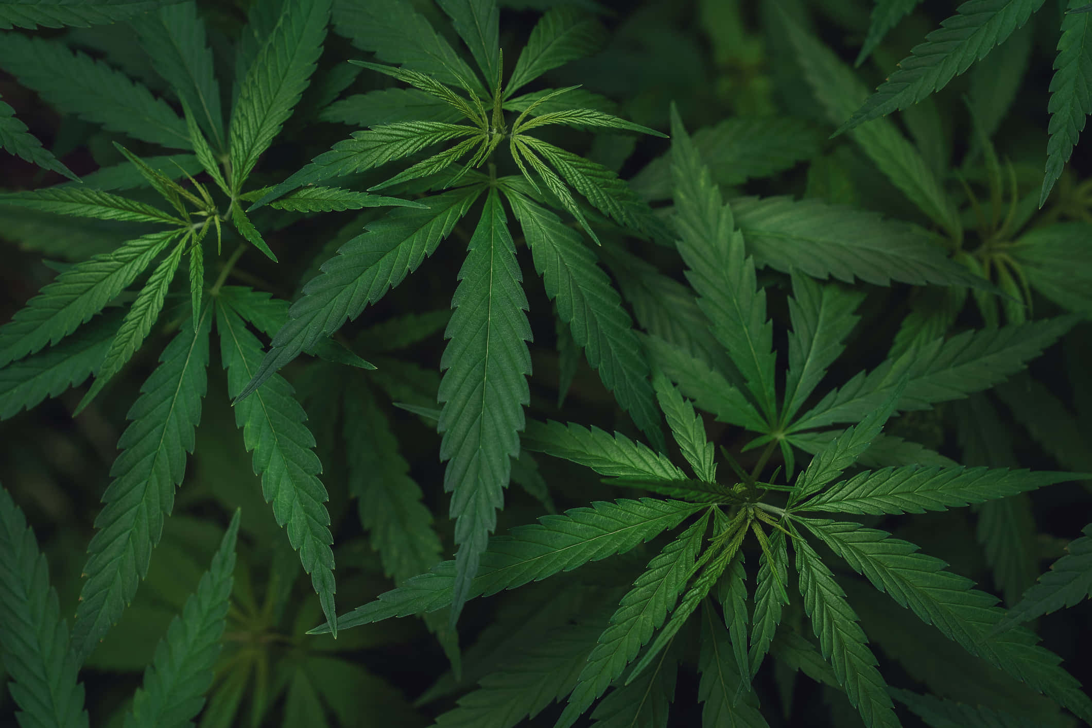 Green Leaves 桌布 壁紙 — 特寫茂盛綠色大麻葉，邊緣呈鋸齒狀，葉脈深邃，背景為暗色模糊。