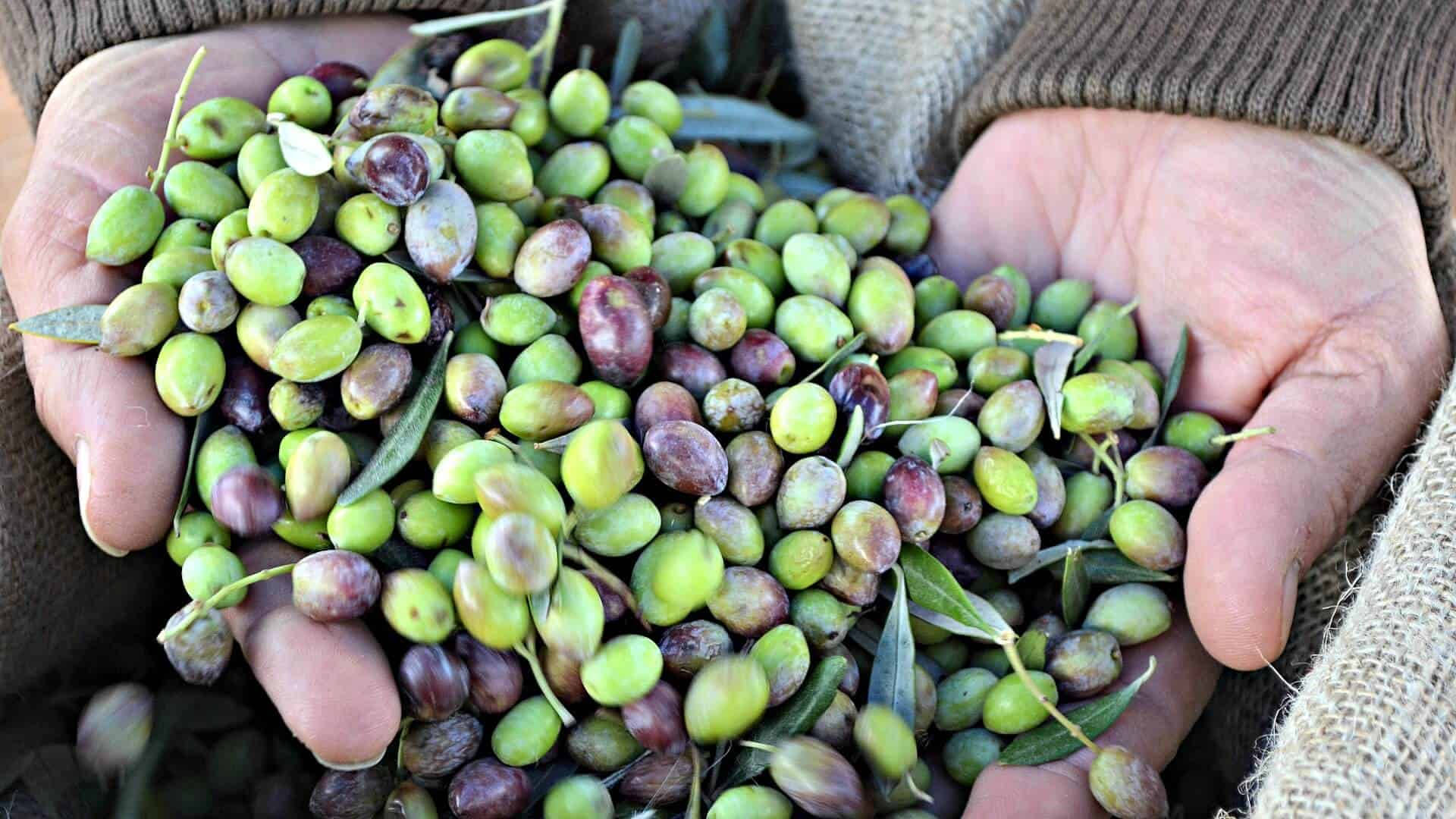 Fruit 桌布 壁紙 — 特寫裁切圖，一雙飽經風霜的手捧著豐收的綠色和紫色橄欖，葉子仍附著在上面。