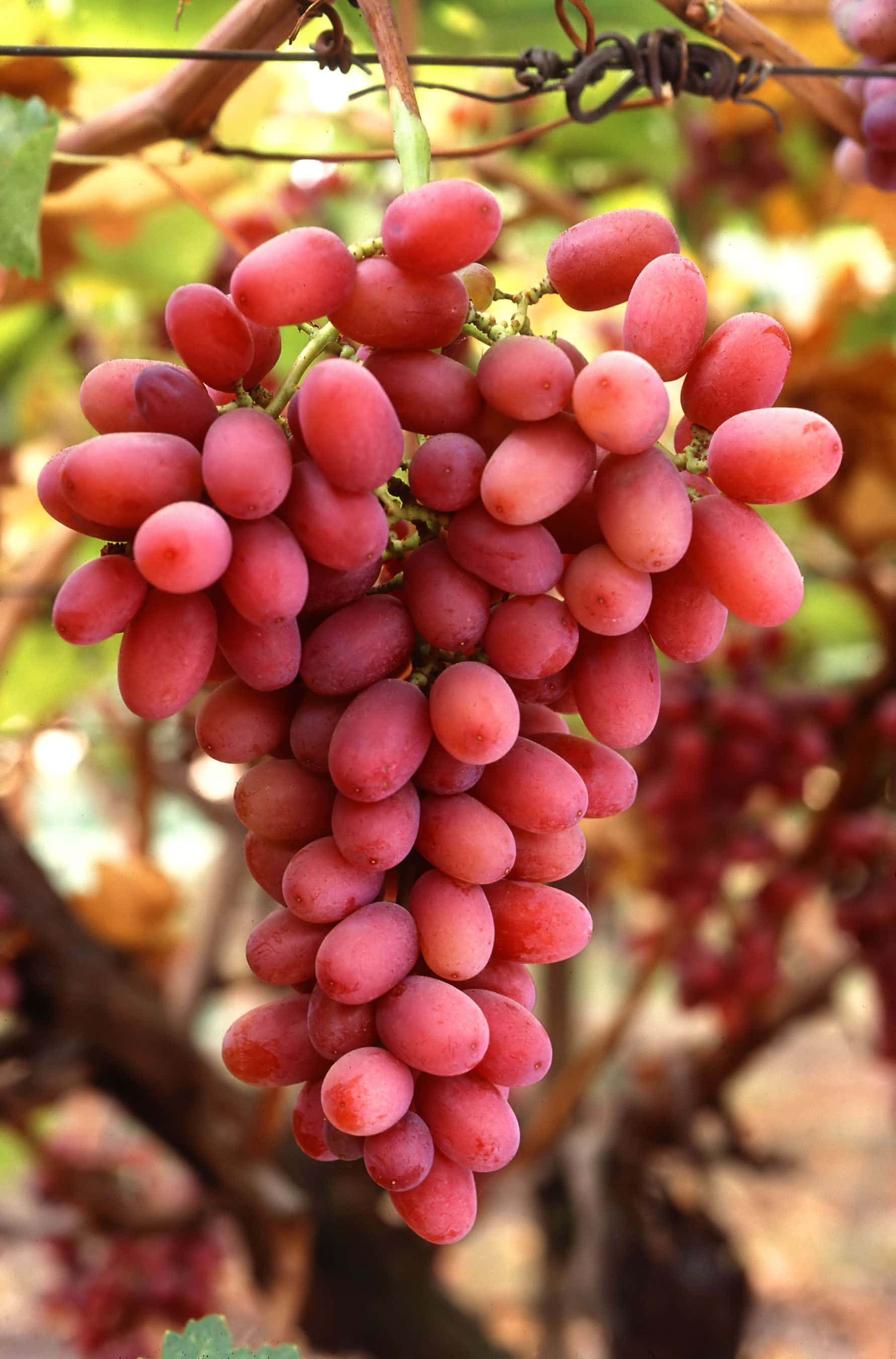 Grape 桌布 壁紙 — 特寫鏡頭，一串多汁的紅葡萄掛在藤蔓上，背景有模糊的綠葉和棕色樹枝。