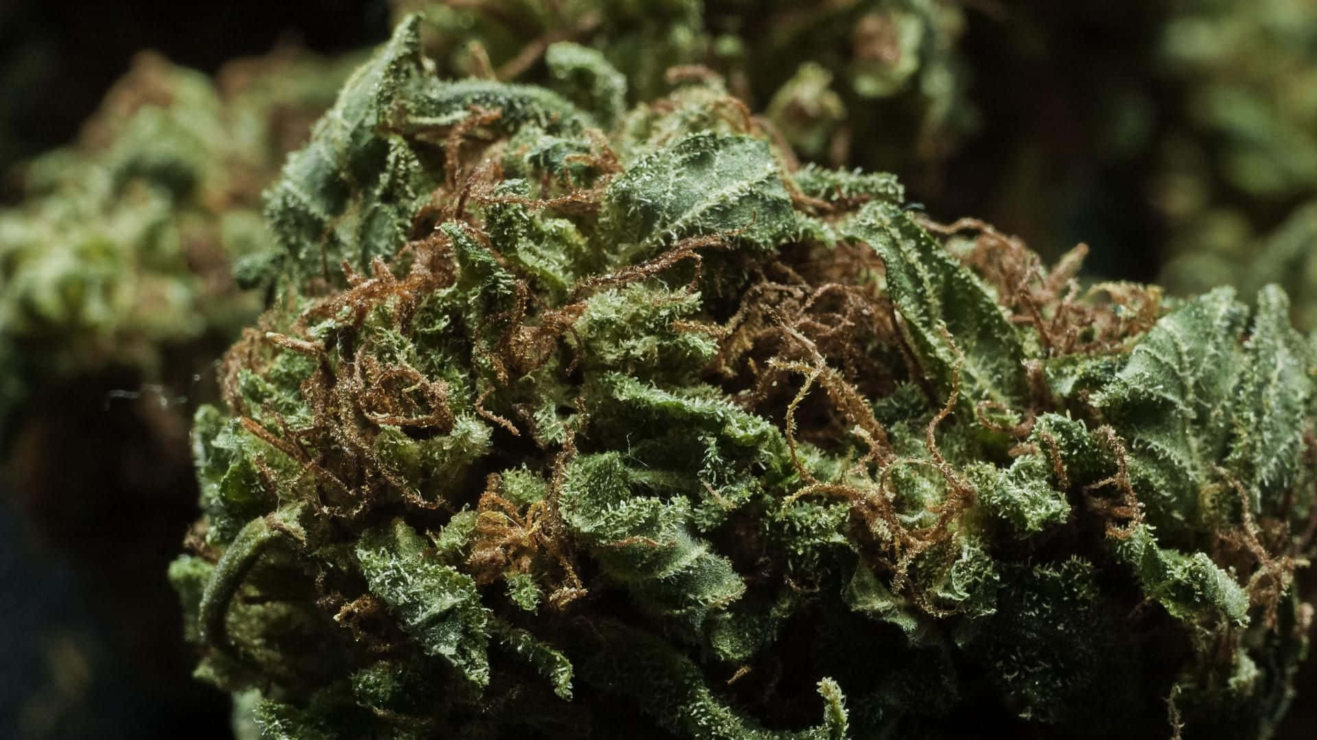 Plant 桌布 壁紙 — 特寫鏡頭：一個密集的綠色大麻花蕾，覆蓋著細小的毛狀體和帶褐色的雌蕊，背景為深色模糊。