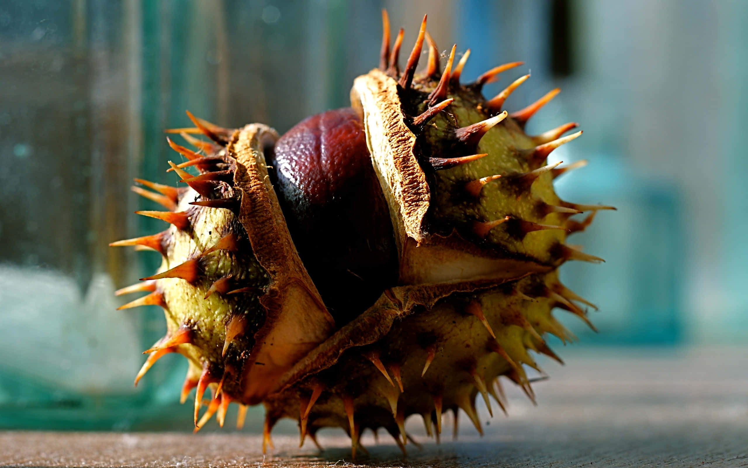 Chestnut 桌布 壁紙 — 特寫鏡頭：一個帶刺的栗子殼裂開，露出一個光澤的棕色栗子，放在木質表面上。