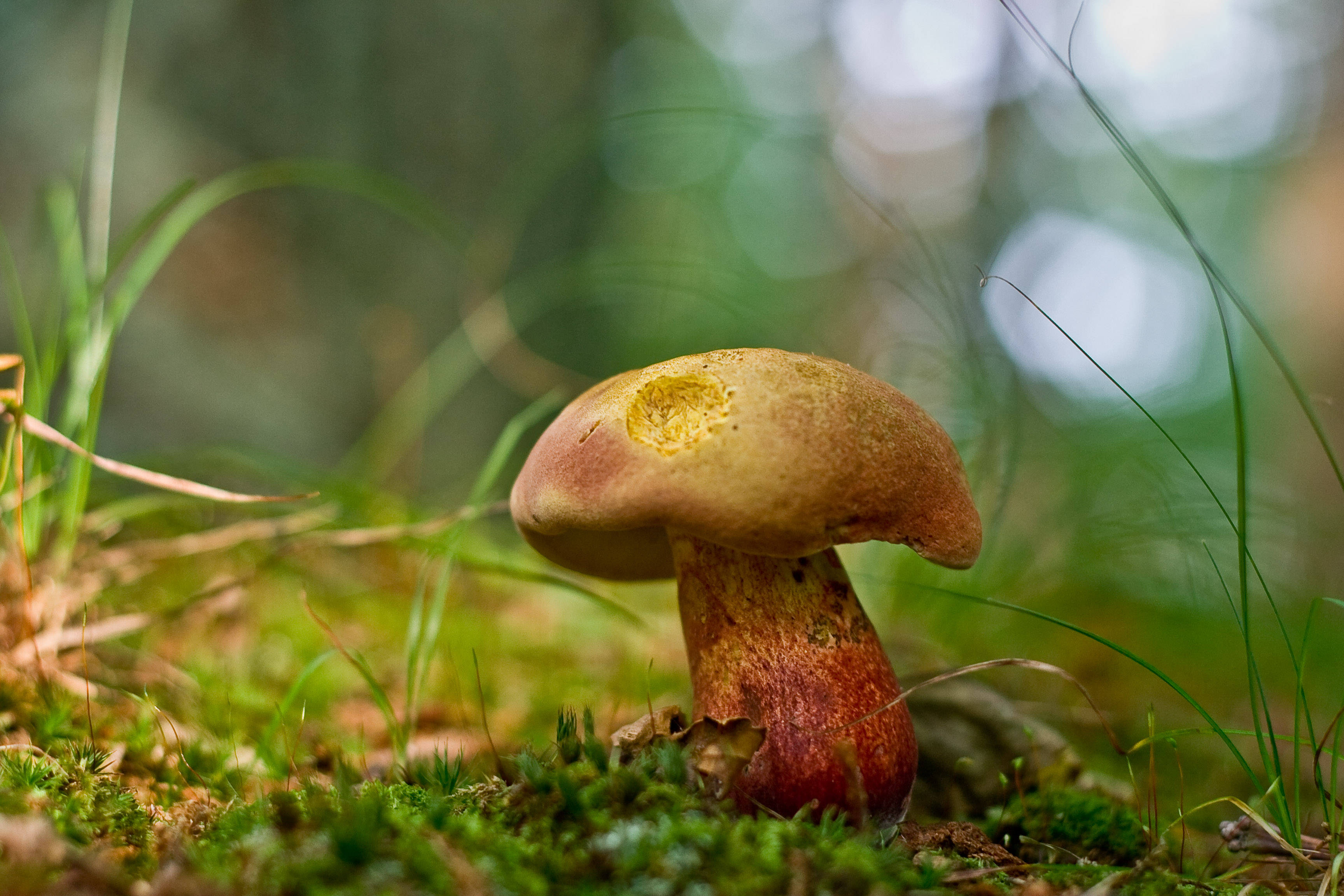 Cute Mushroom 桌布 壁紙 — 特寫鏡頭：一個紅褐色蘑菇，帶有黃色斑點，生長在長滿苔蘚的森林地面上，周圍環繞著綠草。