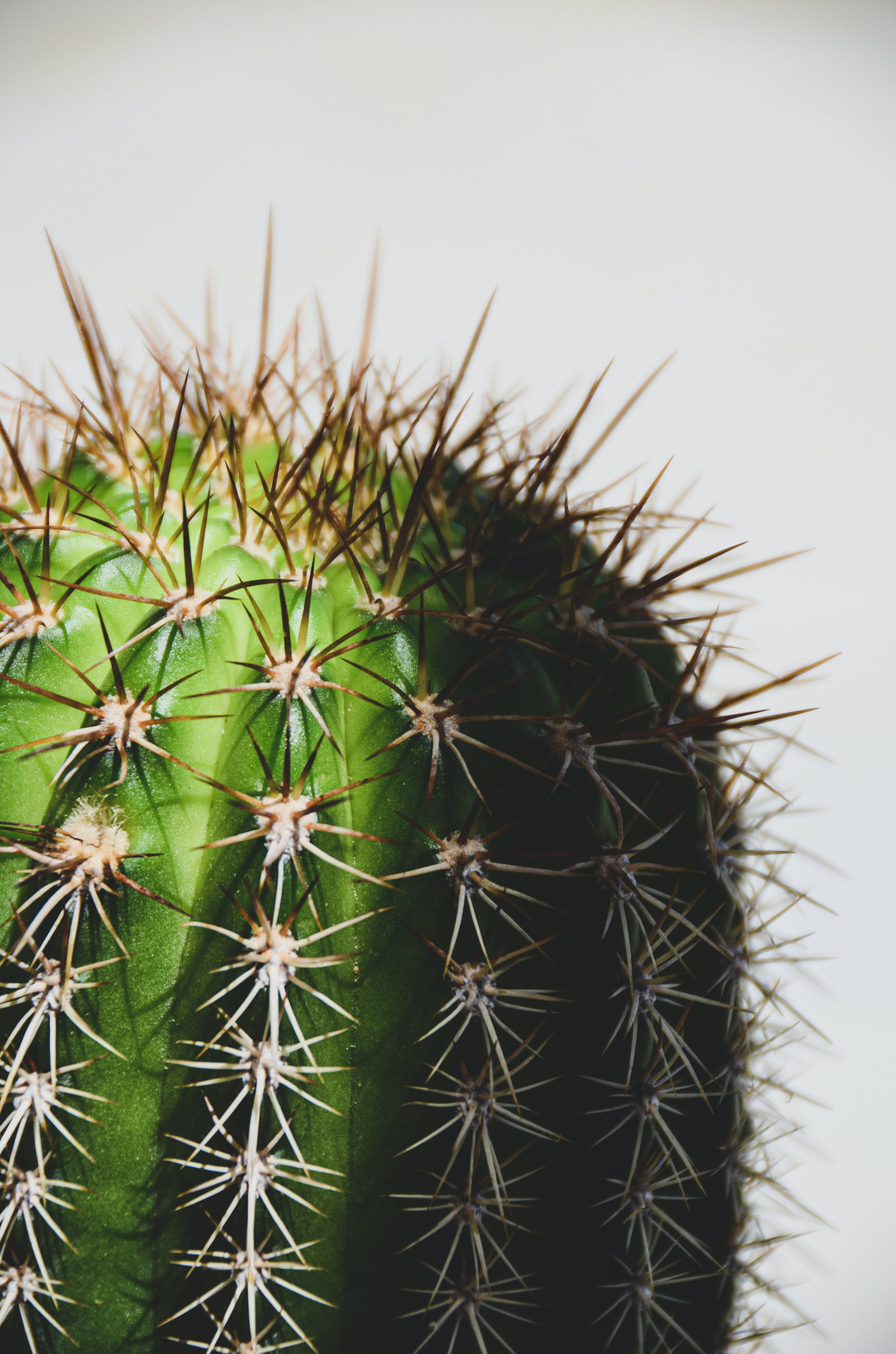 Cactus 桌布 壁紙 — 特寫鏡頭：一個綠色仙人掌，帶有尖銳的刺，襯托在柔和的白色背景上。