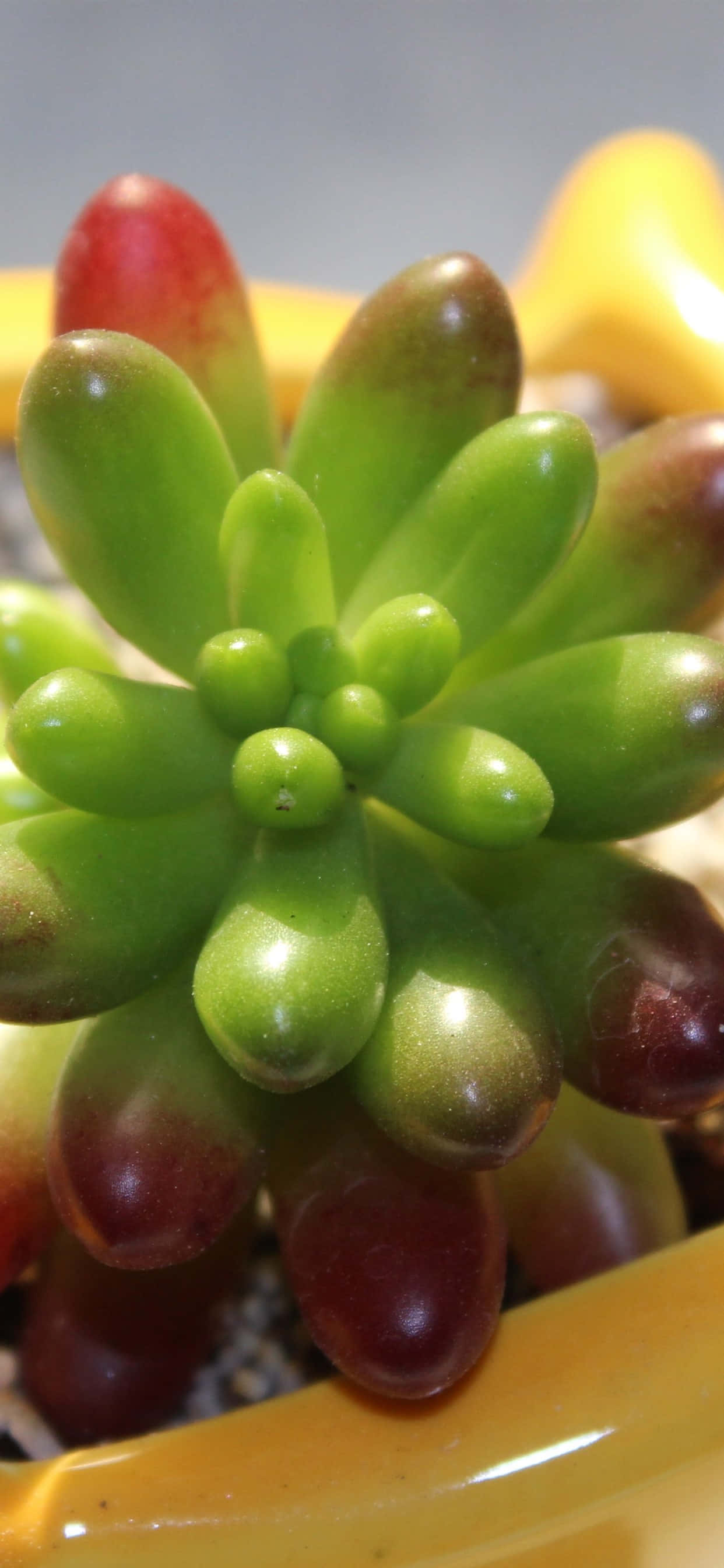succulent 桌布 壁紙 — 特寫鏡頭：一個豐滿的綠色和紅色多肉植物，葉片有光澤，放在一個黃色陶瓷花盆中。