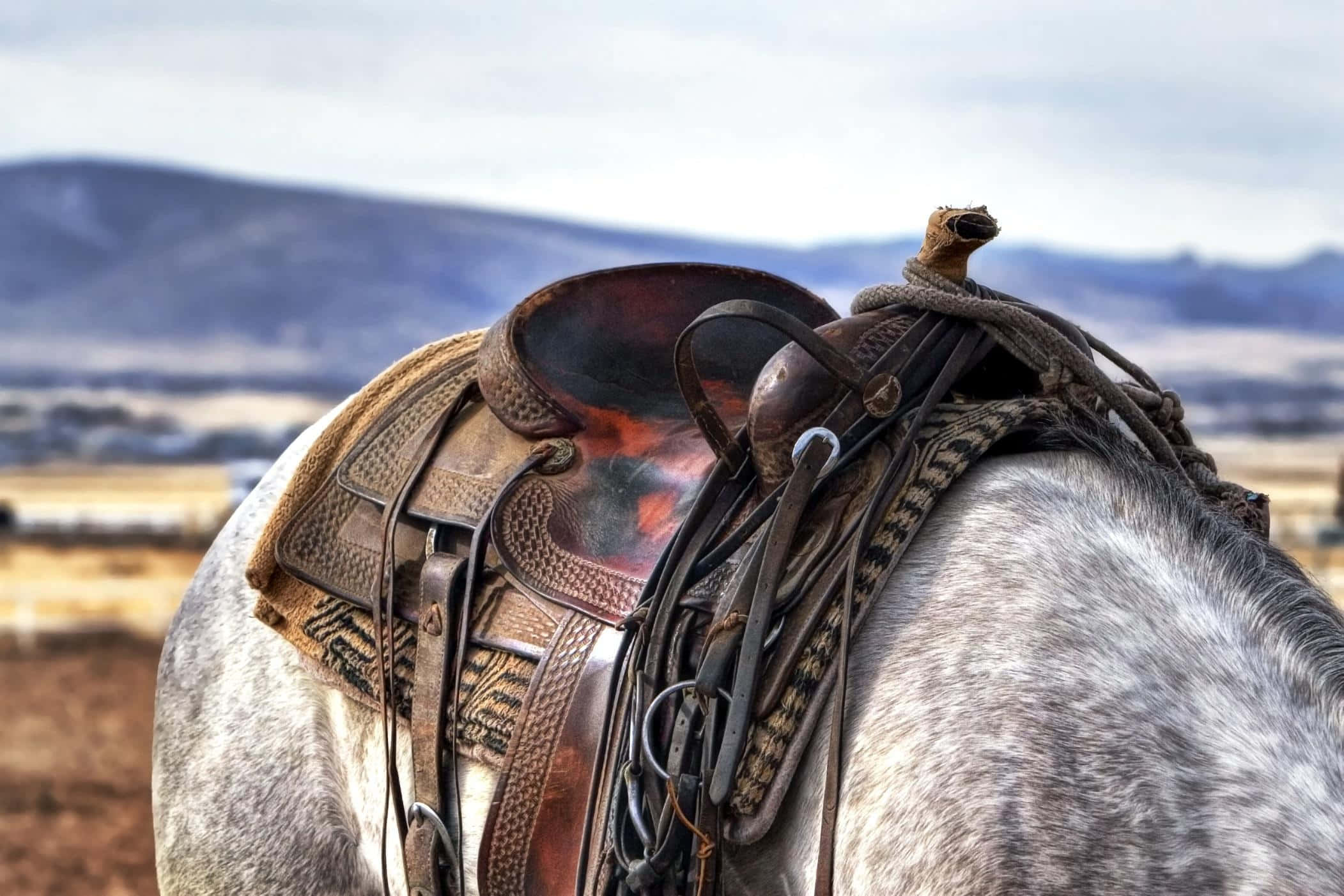 Saddle 桌布 壁紙 — 特寫鏡頭：一匹斑點灰馬上的破舊皮革馬鞍，背景是朦朧的山巒。