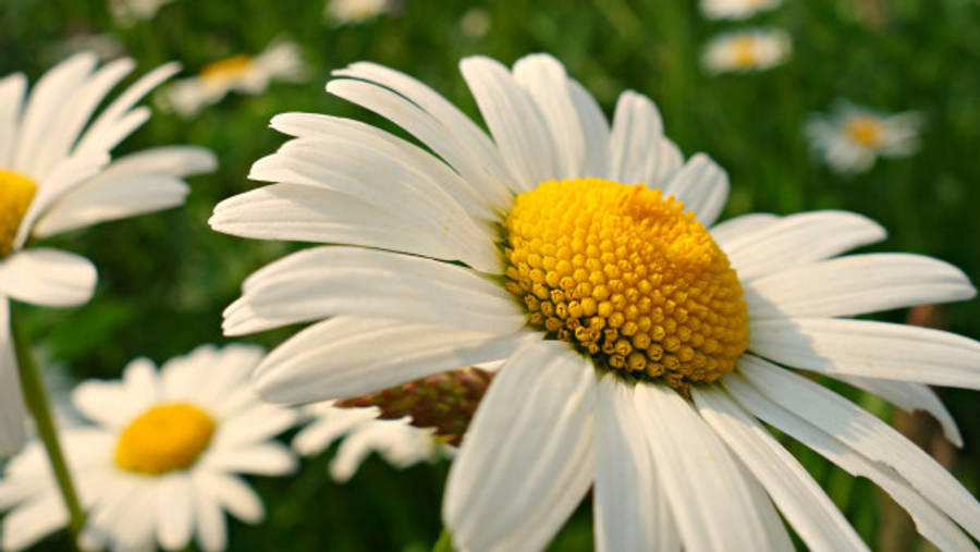 Daisy 桌布 壁紙 — 特寫鏡頭：一朵充滿活力的白色雛菊，帶有金黃色花心，在陽光普照的綠色草地上盛開。