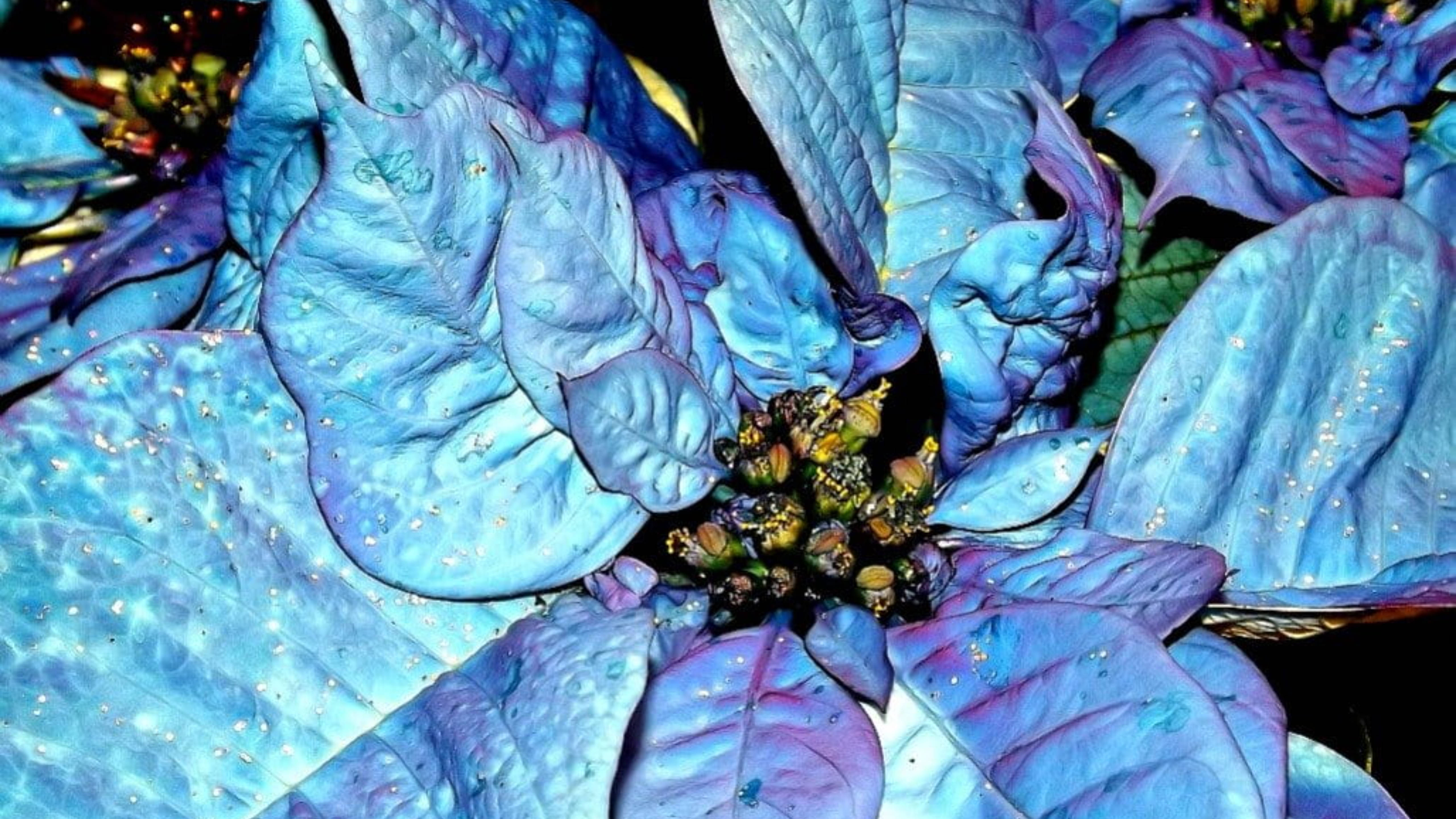Poinsettia 桌布 壁紙 — 特寫鏡頭：一朵充滿活力的藍色聖誕紅，帶有閃爍斑點和深紫色底色，襯托在深色背景上。