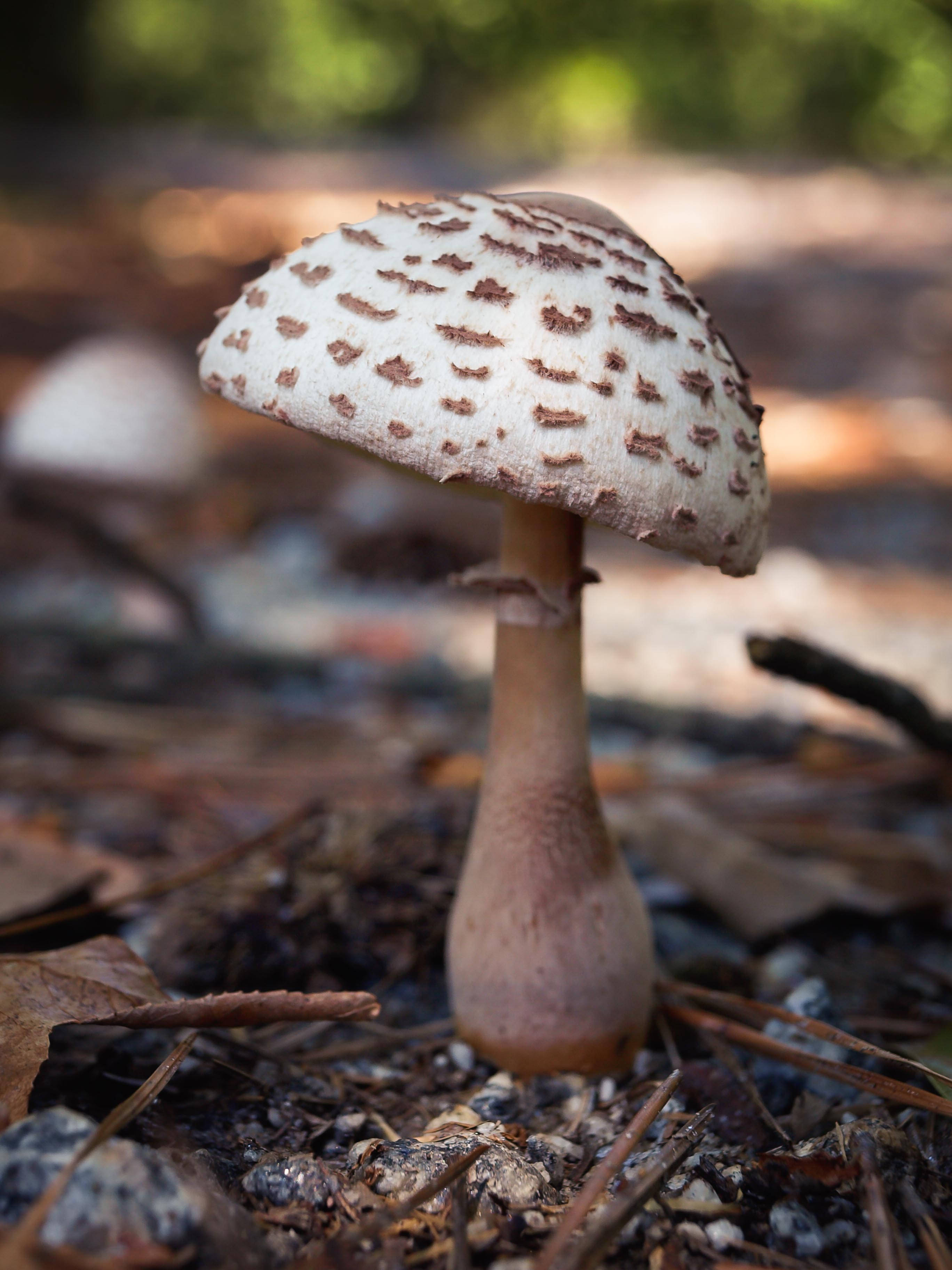 Mushroom 桌布 壁紙 — 特寫鏡頭：一朵帶有白色菌蓋和棕色斑點的斑點蘑菇，生長在落葉和松針之間。