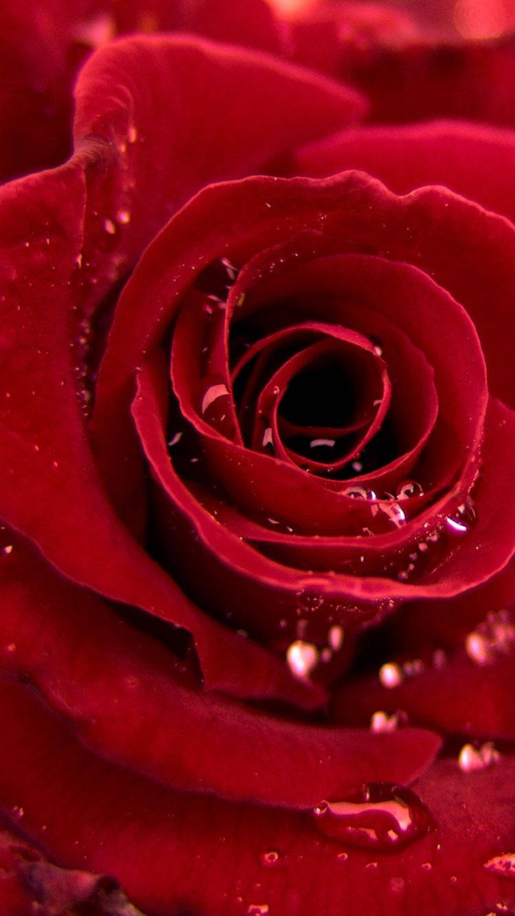 Rose iPhone 桌布 壁紙 — 特寫鏡頭：一朵深紅玫瑰，柔光下天鵝絨般的花瓣上閃爍著露珠。