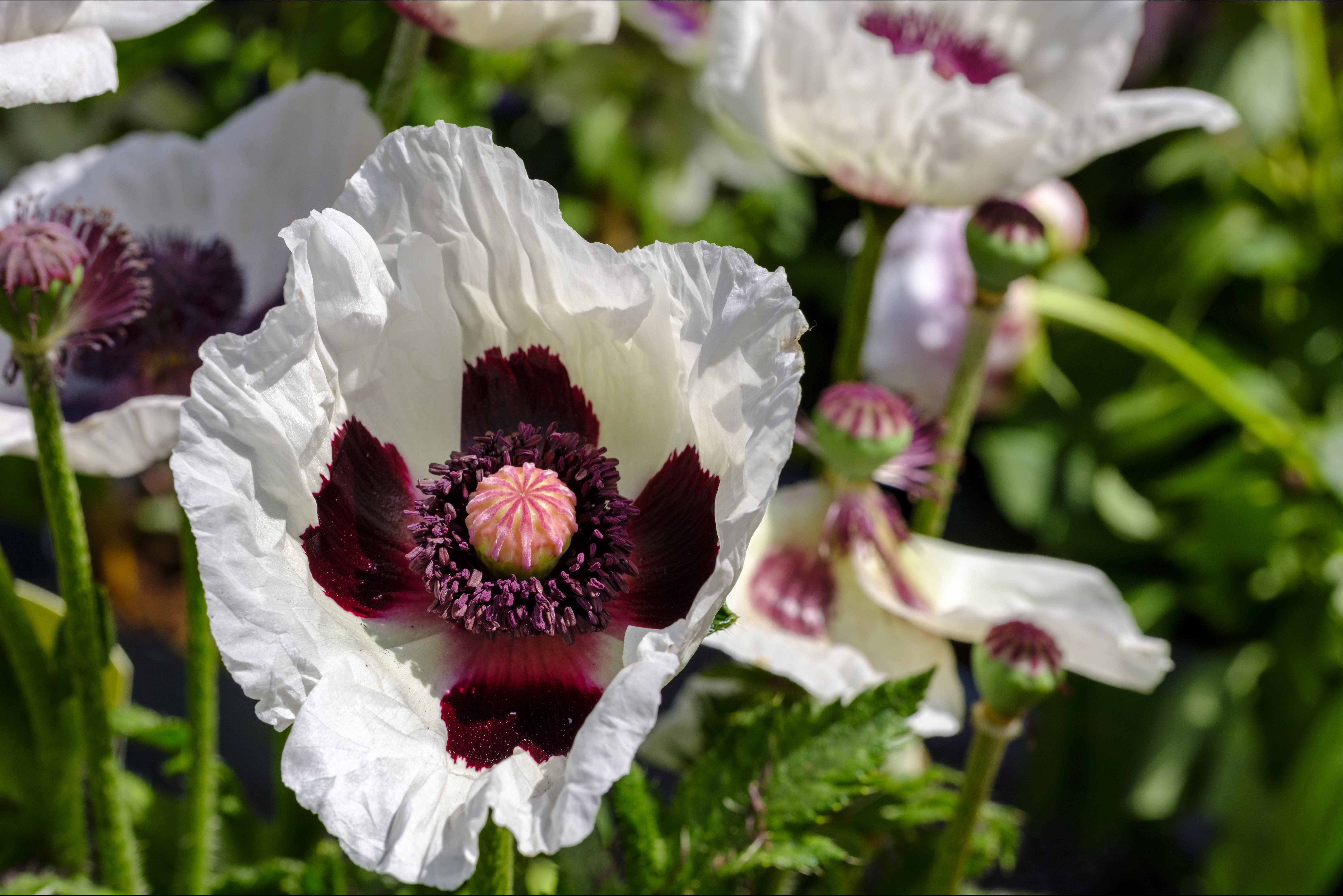 Poppy 桌布 壁紙 — 特寫鏡頭：一朵白色罌粟花，深栗色花心，在明媚陽光下，在茂密綠葉襯托下盛開。