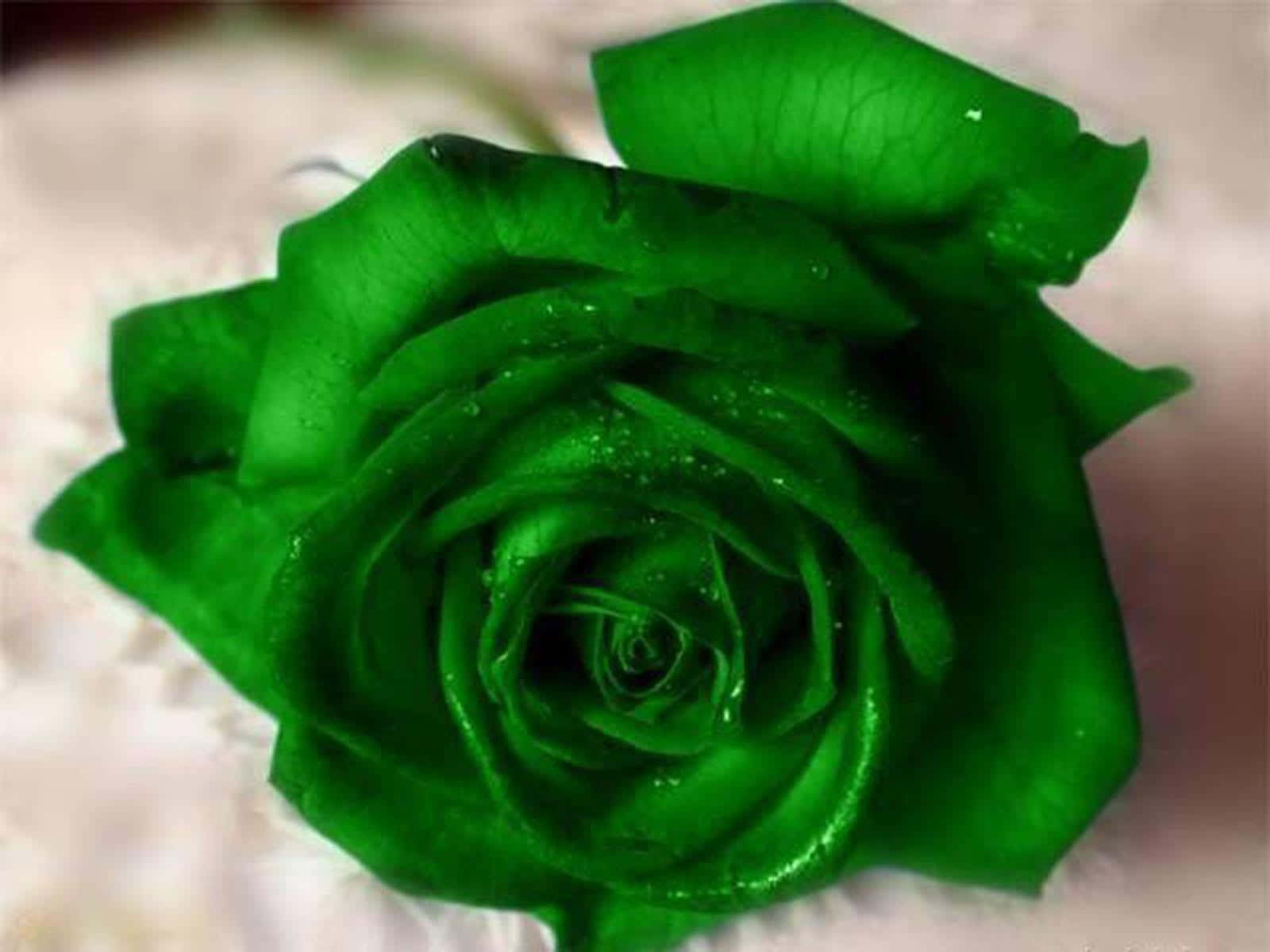 Green Flower 桌布 壁紙 — 特寫鏡頭：一朵鮮豔的綠色玫瑰，天鵝絨般的花瓣上閃爍著露珠，背景柔和模糊。