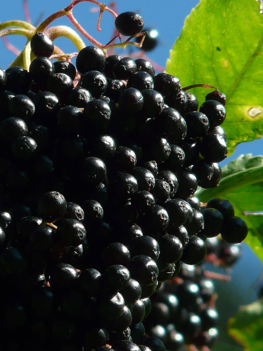Fruits 桌布 壁紙 — 特寫鏡頭：一束帶有光澤的黑色接骨木莓，簇生在帶有綠葉的樹枝上，背景是清澈的藍天。