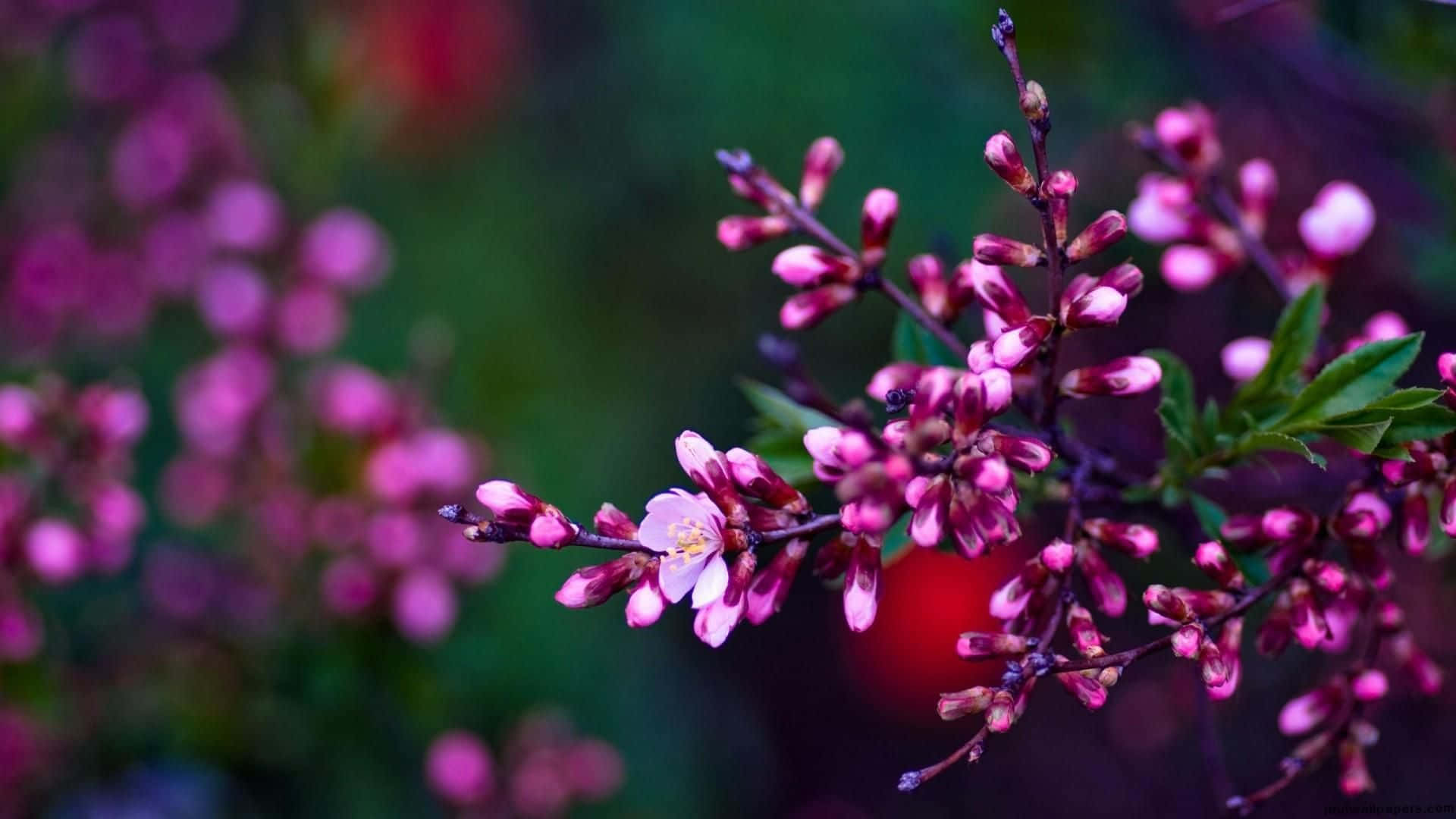Spring Flowers Desktop 桌布 壁紙 — 特寫鏡頭：一枝帶有柔軟綠葉的樹枝上盛開著精緻的粉紅色花朵，背景是模糊而色彩繽紛的。