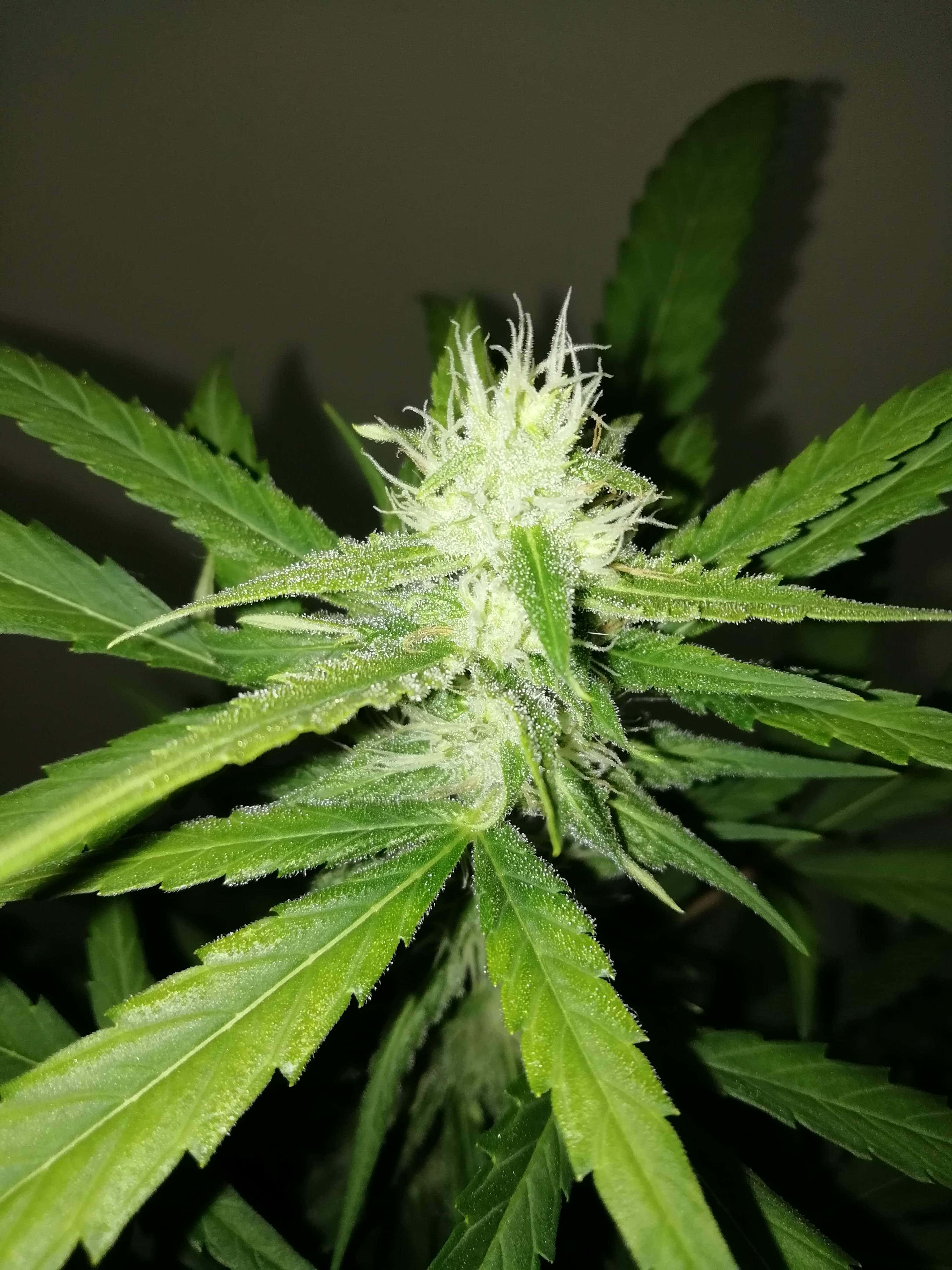 Marijuana Leaf 桌布 壁紙 — 特寫鏡頭：一株充滿活力的綠色大麻植物，帶有密集的白色毛狀體，在柔和光線下閃耀。