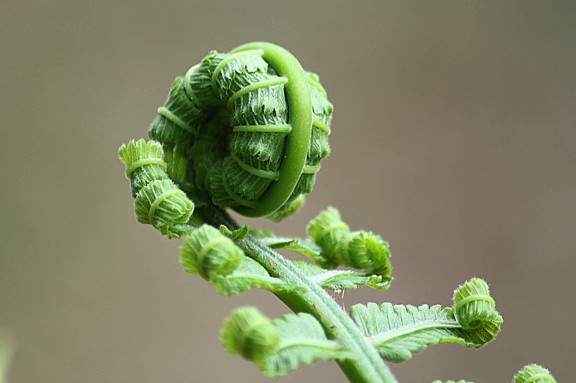 Plant Aesthetic 桌布 壁紙 — 特寫鏡頭：一株充滿活力的綠色蕨類植物，在柔和模糊的背景前展開其緊密捲曲的葉片。