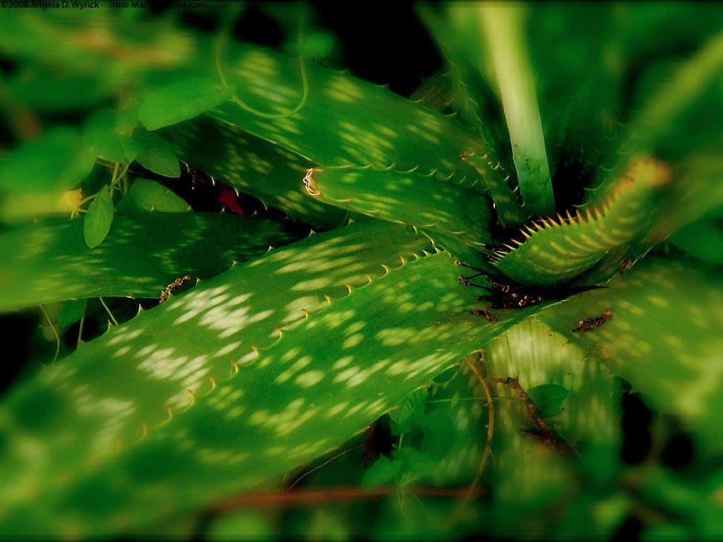 Aloe Vera 桌布 壁紙 — 特寫鏡頭：一株帶有白色斑點和鋸齒狀邊緣的綠色多刺蘆薈植物，在柔和光線下閃耀。