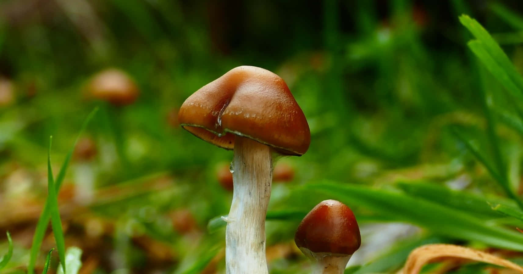 Magic Mushroom 桌布 壁紙 — 特寫鏡頭：一株棕色菌蓋的蘑菇，生長在充滿活力的綠草中，背景柔和散景。