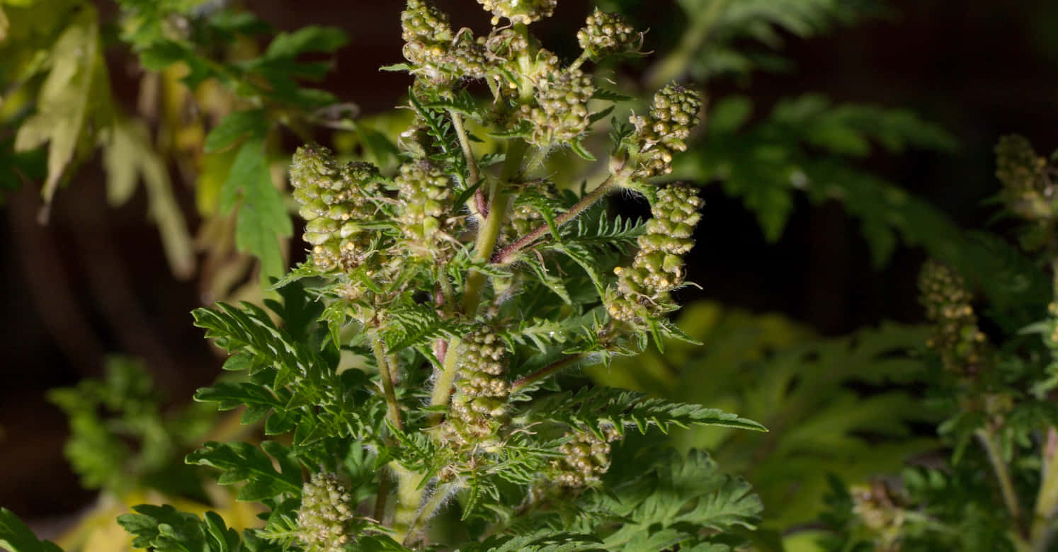 Plant 桌布 壁紙 — 特寫鏡頭：一株綠色植物，帶有羽毛狀葉片和簇生花蕾，在柔和陽光照射下，背景模糊自然。