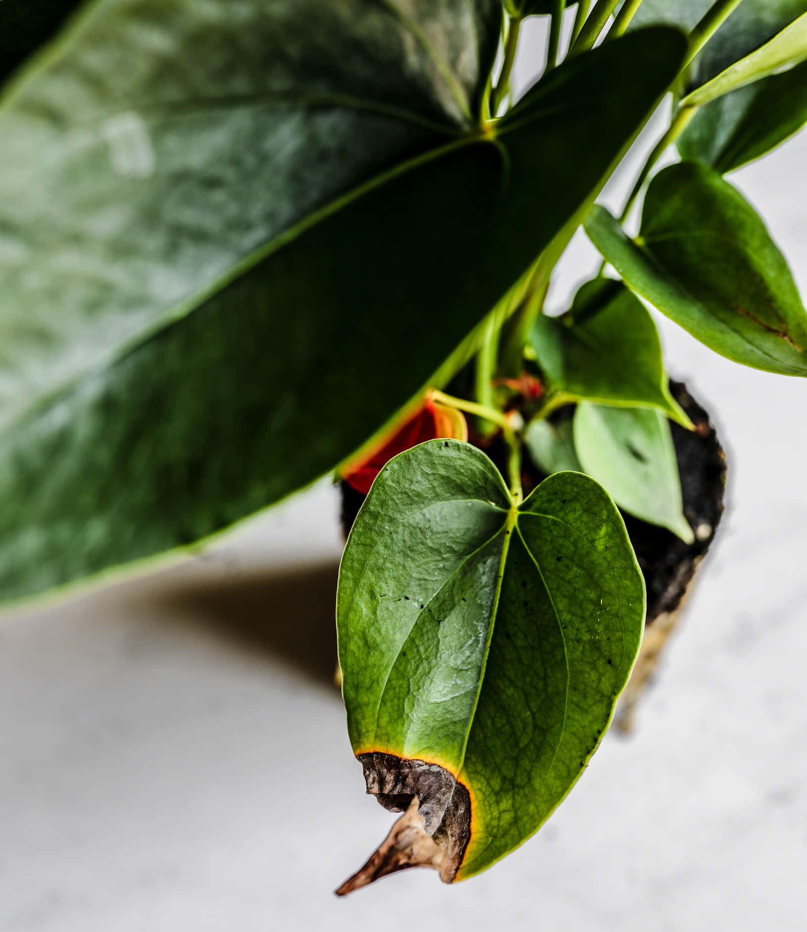 Leaves 桌布 壁紙 — 特寫鏡頭：一株茂盛的綠色植物，其中一片葉子在柔和的白色背景上呈現褐色腐爛。