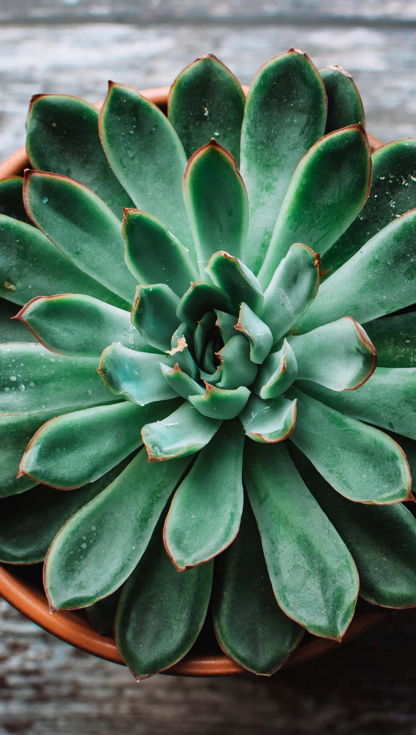 Plant 桌布 壁紙 — 特寫鏡頭：一株蓮座狀多肉植物，綠色葉片邊緣帶紅色，種在陶盆中，置於風化木質表面上。