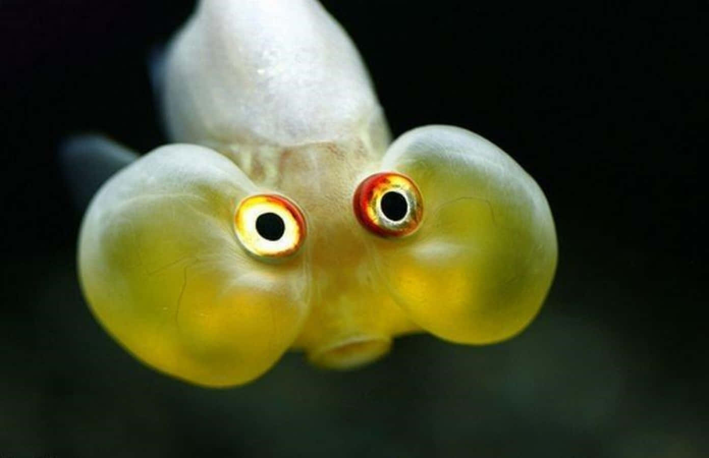 一條在水中擁有巨大突出眼睛的泡泡眼金魚。 — 魚 GIF 壁紙