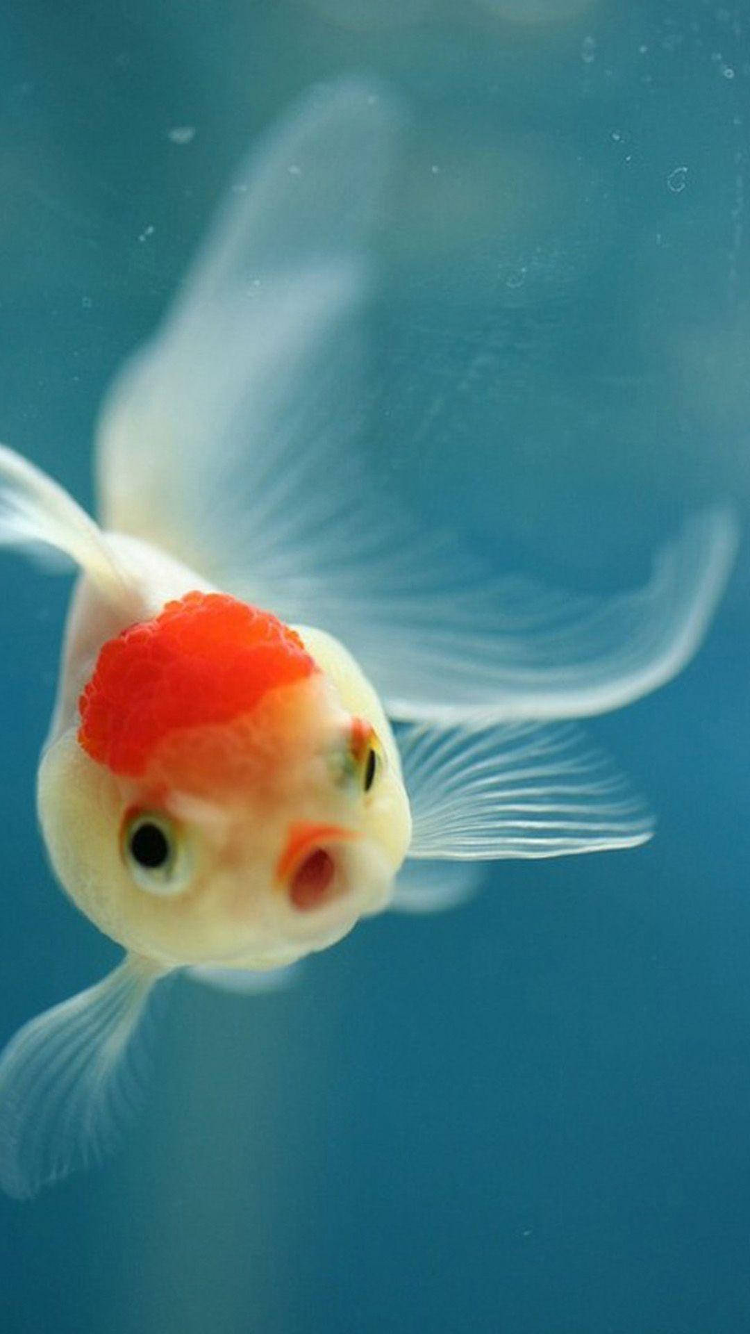 Xiaomi 桌布 壁紙 — 特寫鏡頭，一條白色和橙色的觀賞金魚在清澈的藍色水中游動，魚鰭半透明。