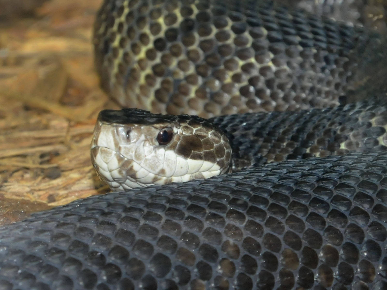 snakes 桌布 壁紙 — 特寫鏡頭：一條盤繞的響尾蛇，帶有深色鱗片和白色面部斑紋，棲息在乾草上。