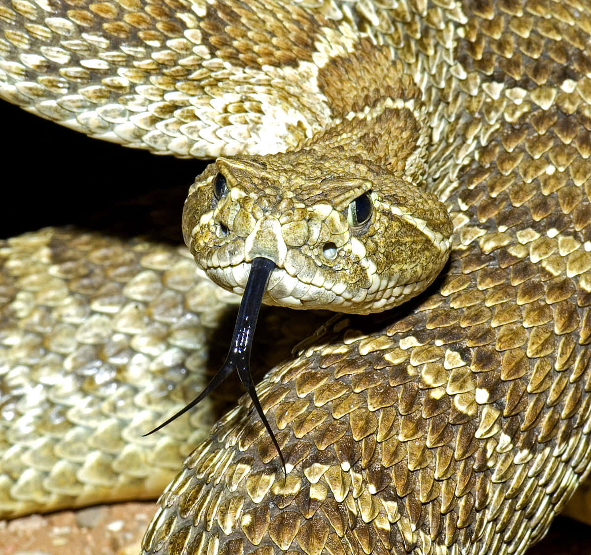 Scary Snake 桌布 壁紙 — 特寫鏡頭：一條盤繞的響尾蛇，鱗片有紋理，分叉的舌頭，背景漆黑。