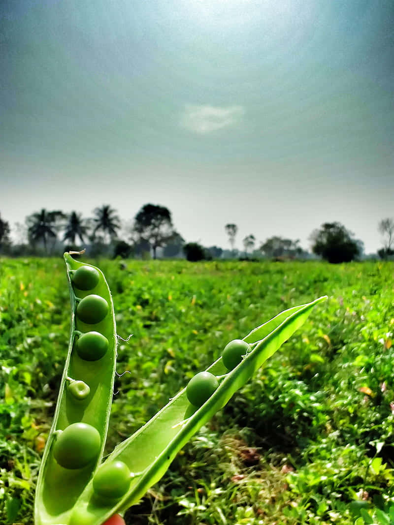 Organic Farming 桌布 壁紙 — 特寫鏡頭：一條裂開的綠色豌豆莢，露出飽滿的豌豆，背景是陽光明媚的田野和遠處的樹木。