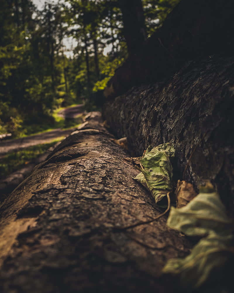Green And Brown 桌布 壁紙 — 特寫鏡頭：一條陽光斑駁的森林小徑上，一棵飽經風霜的樹幹和落葉。
