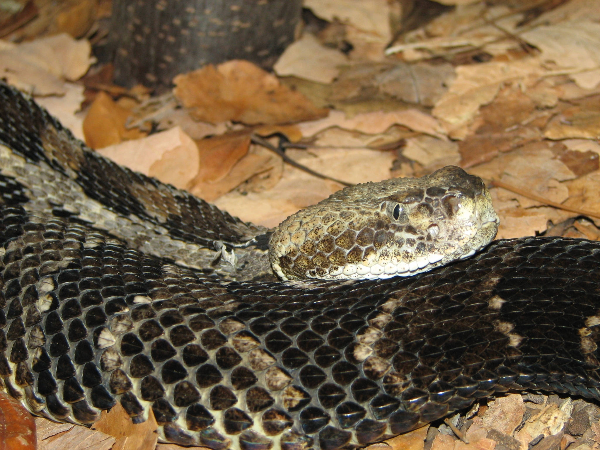 reptile 桌布 壁紙 — 特寫鏡頭，一條響尾蛇蜷縮在乾燥的棕色樹葉中，背景是樹幹。