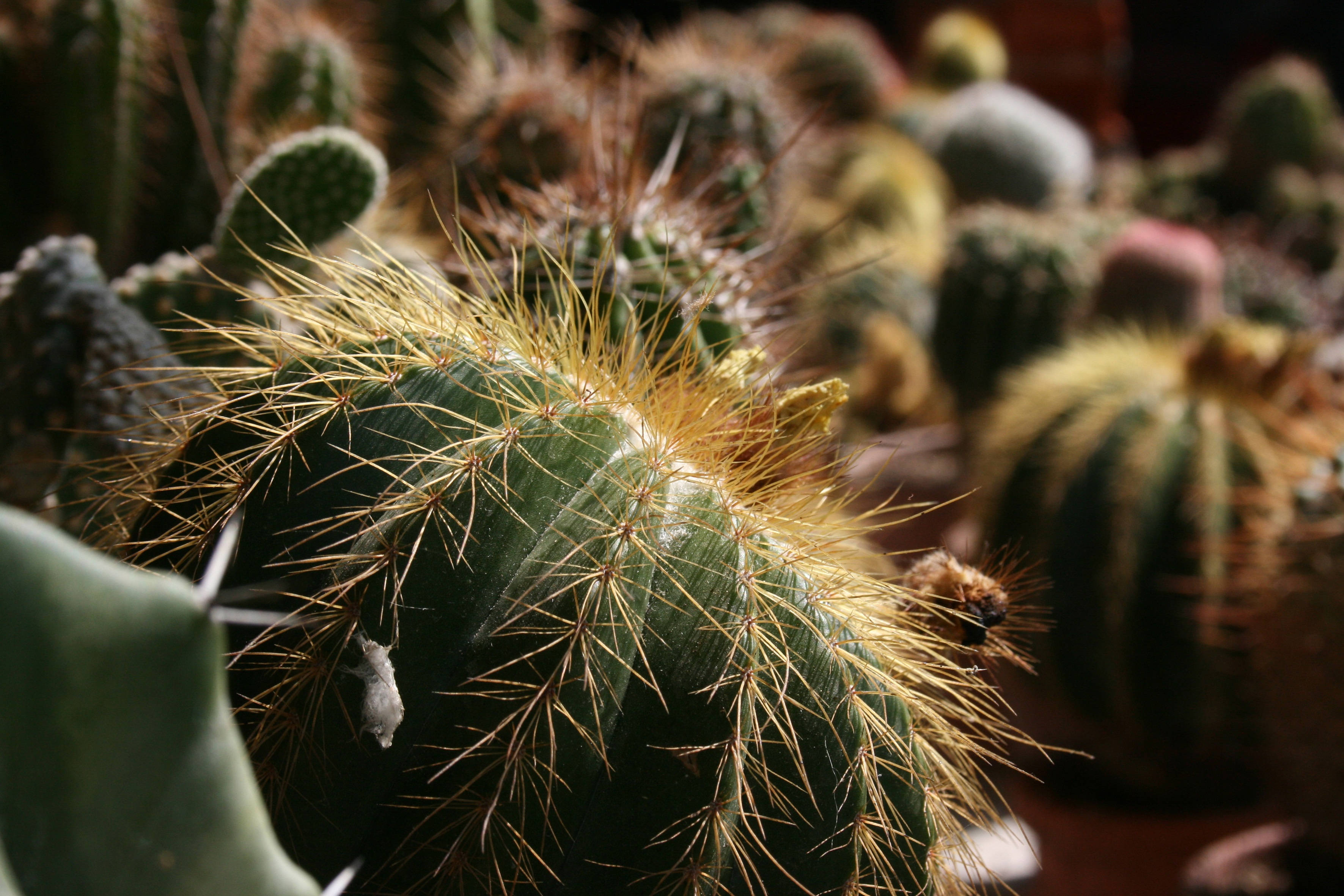 Cactus 桌布 壁紙 — 特寫鏡頭：一棵帶金色剛毛的綠色多刺仙人掌，沐浴在溫暖的陽光下，背景是模糊的多肉植物。