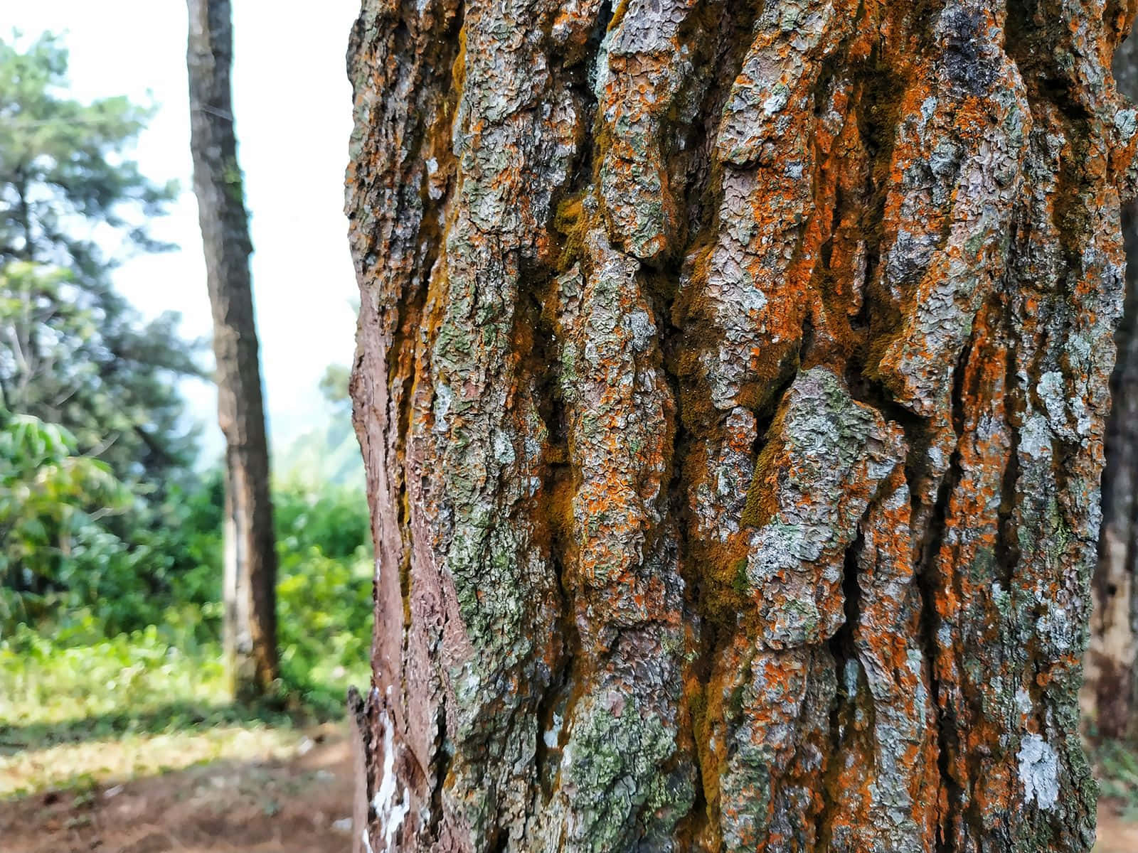 樹木 桌布 壁紙 — 特寫鏡頭，一棵粗糙的樹幹上長滿橙色地衣和綠色苔蘚，背景是模糊的森林。
