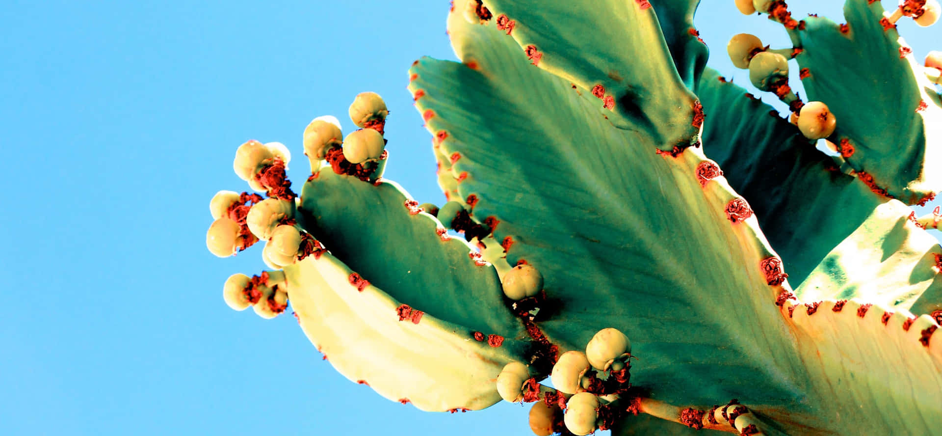 Cactus 桌布 壁紙 — 特寫鏡頭：一棵綠色仙人掌，帶有淡黃色果實和紅色刺，背景是清澈的藍天。