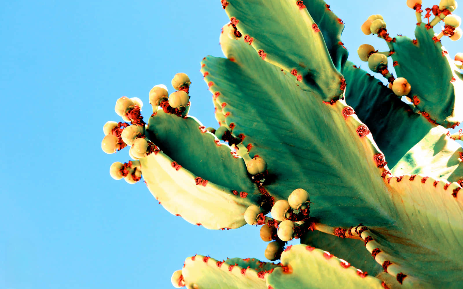 Cactus 桌布 壁紙 — 特寫鏡頭：一棵綠色仙人掌，帶有紅色刺和淡黃色花蕾，襯著清澈的藍天。