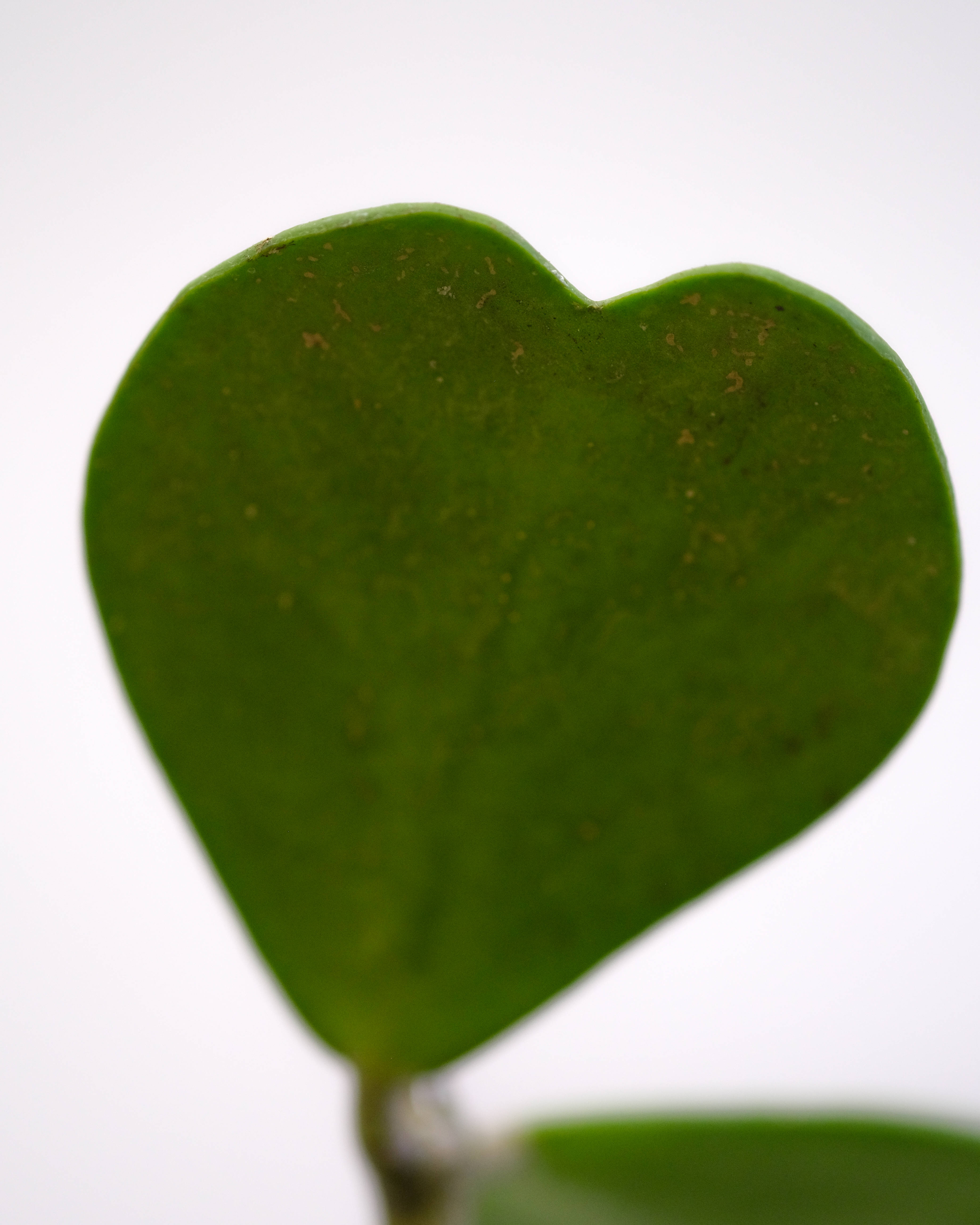 Green Heart 桌布 壁紙 — 特寫鏡頭：一片充滿活力的綠色心形葉子，帶有微妙的棕色斑點，襯托在柔和的白色背景上。