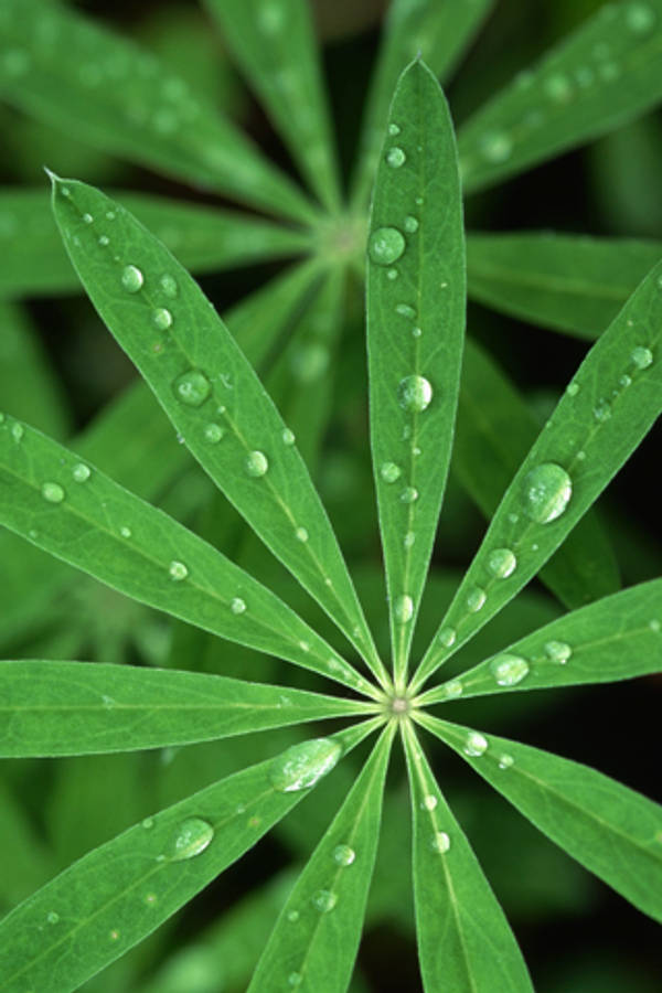 Leaf 桌布 壁紙 — 特寫鏡頭：一片充滿活力的綠色羽扇豆葉，帶有閃閃發光的水珠，在模糊的樹葉背景下捕捉光線。