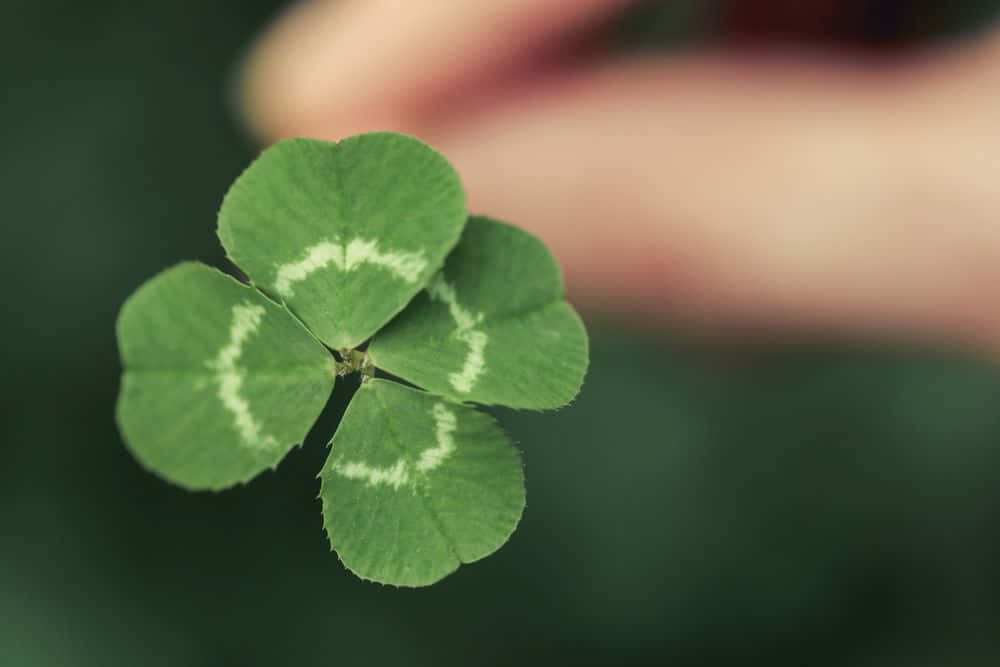 Four Leaf Clover 桌布 壁紙 — 特寫鏡頭，一片帶有白色葉脈的鮮綠色四葉草，輕輕握在模糊的自然背景前。