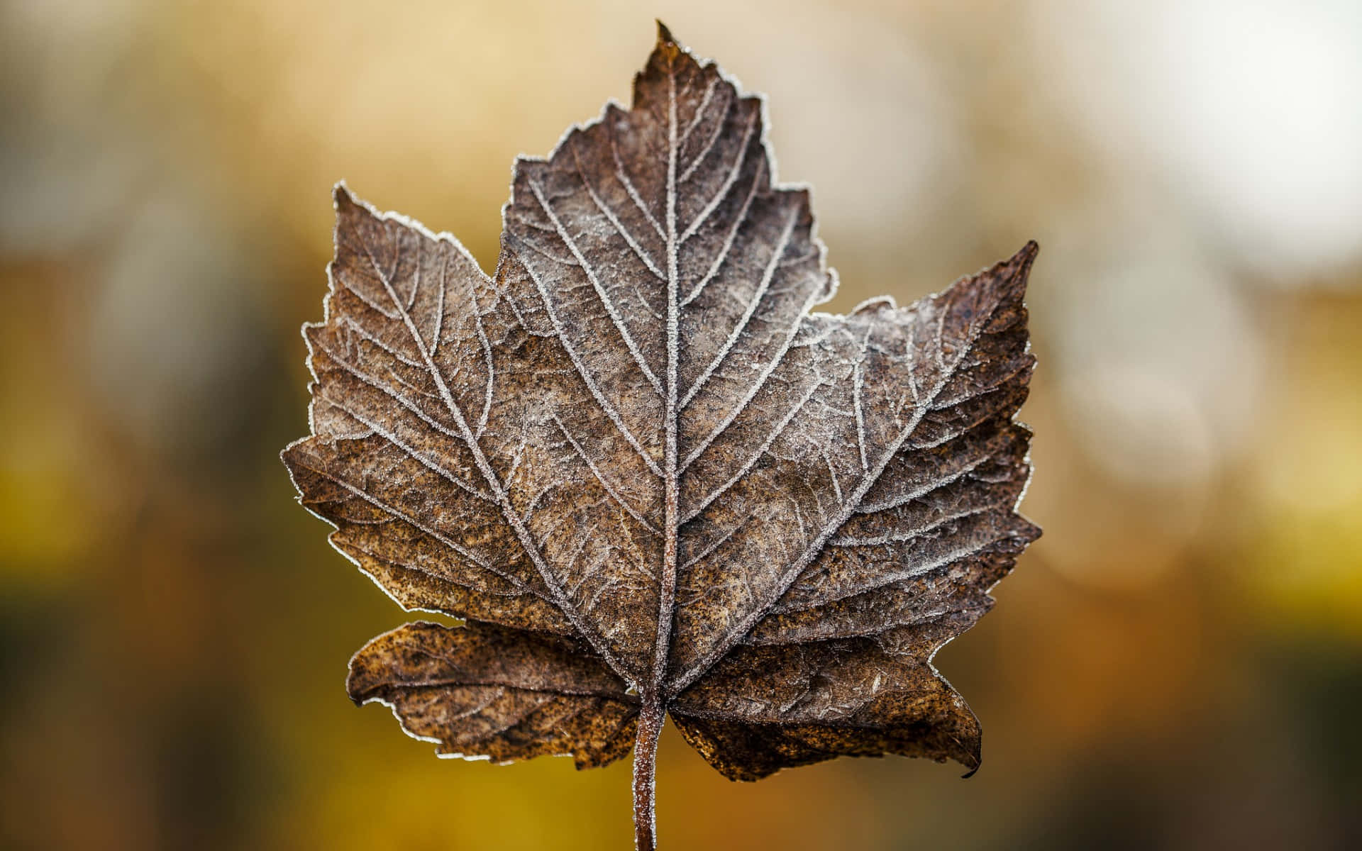 Maple Leaf 桌布 壁紙 — 特寫鏡頭，一片結霜的楓葉，帶有複雜的葉脈圖案，背景是溫暖模糊的秋色。