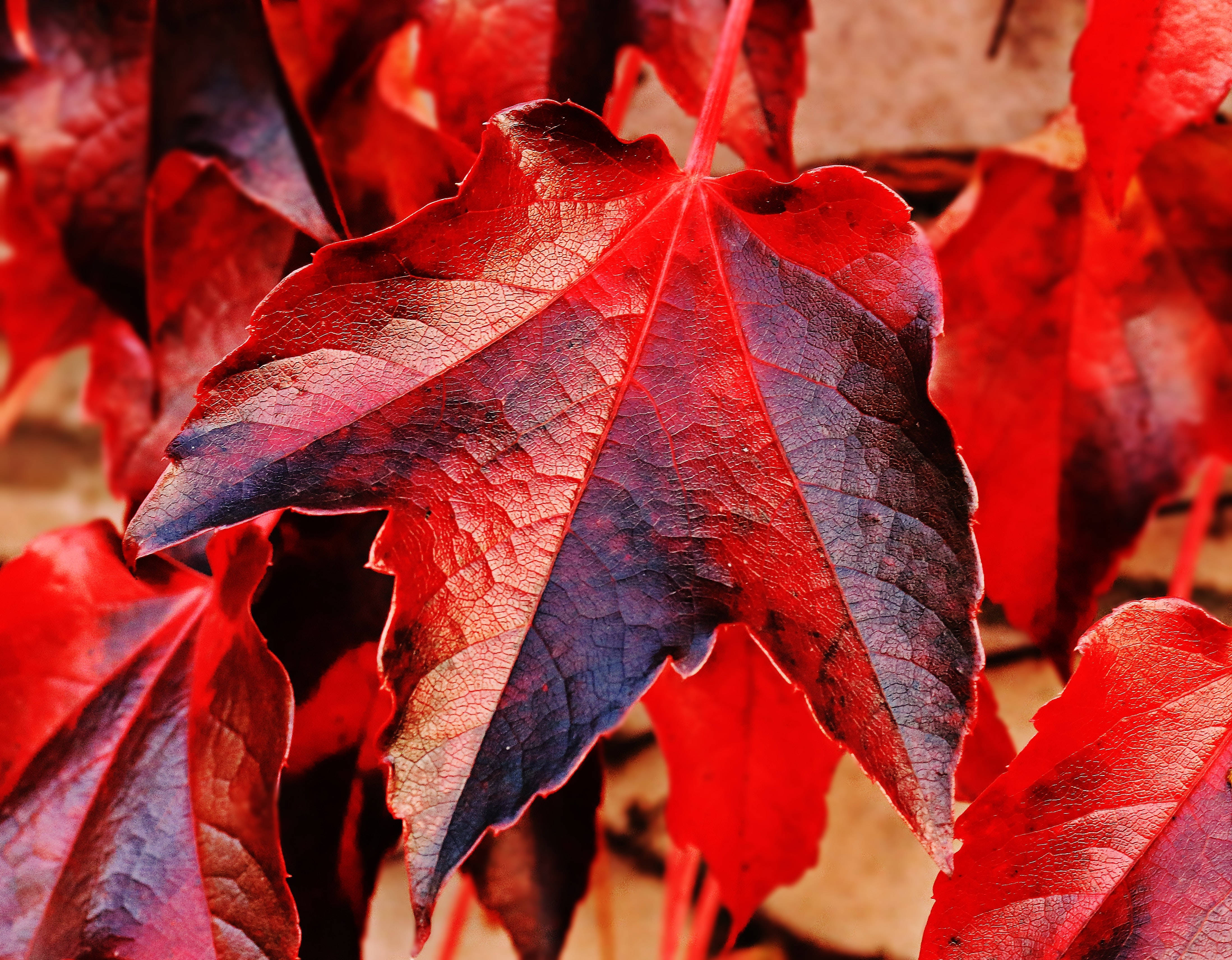 Leaves 桌布 壁紙 — 特寫鏡頭：一片鮮紅的楓葉，帶有深紫色葉脈，背景是模糊的秋日景色。