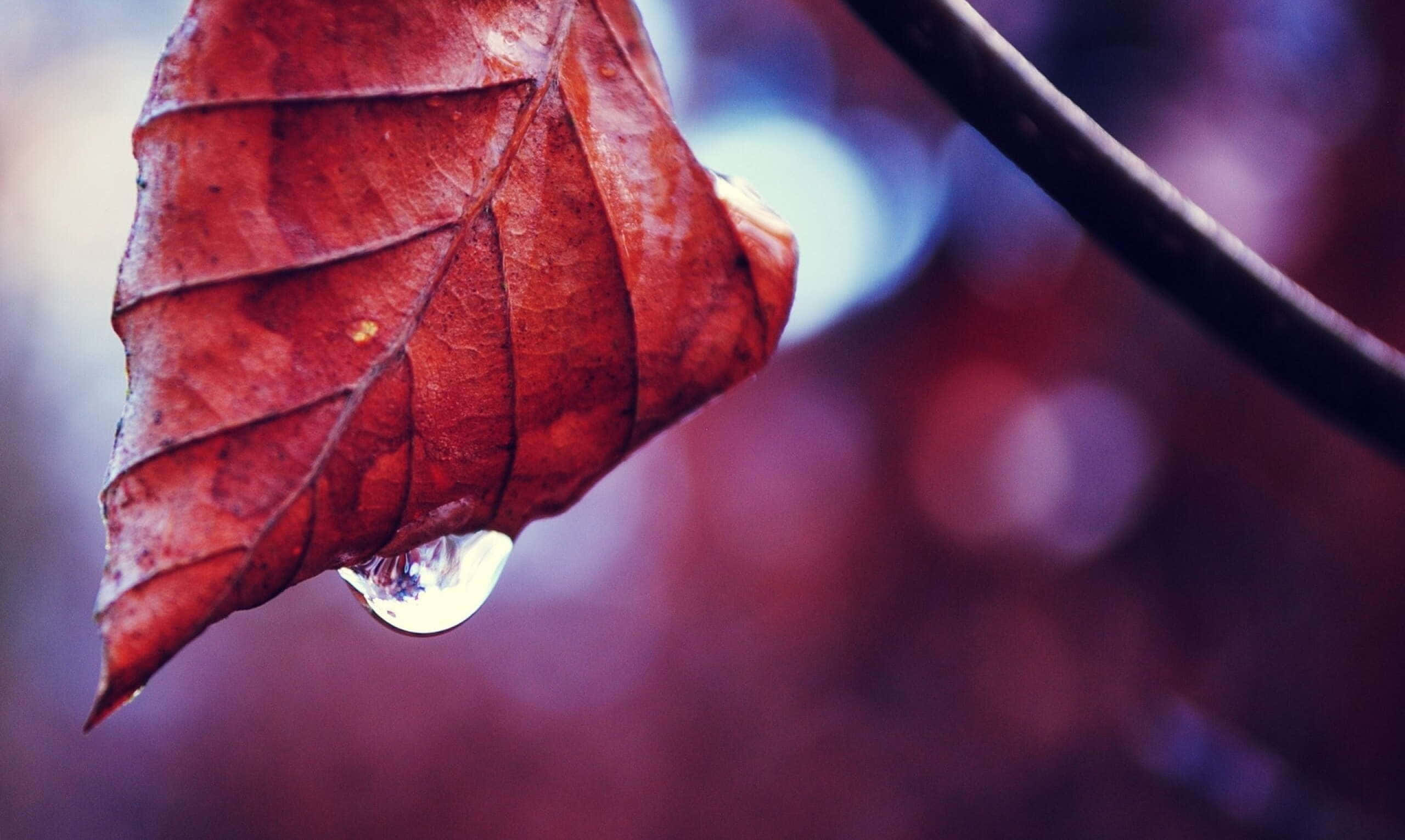 Fall Dew 桌布 壁紙 — 特寫鏡頭，一片鮮紅的秋葉，尖端掛著一顆閃閃發亮的水珠，背景是模糊的散景。